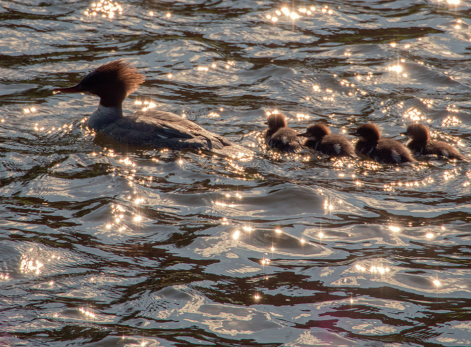 Olympus PEN E-PM2 sample photo. Mergus merganser photography