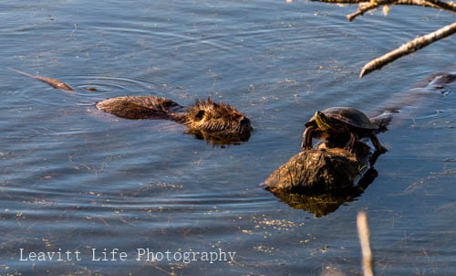 Panasonic Lumix DMC-GX8 sample photo. River otter and turtle! photography