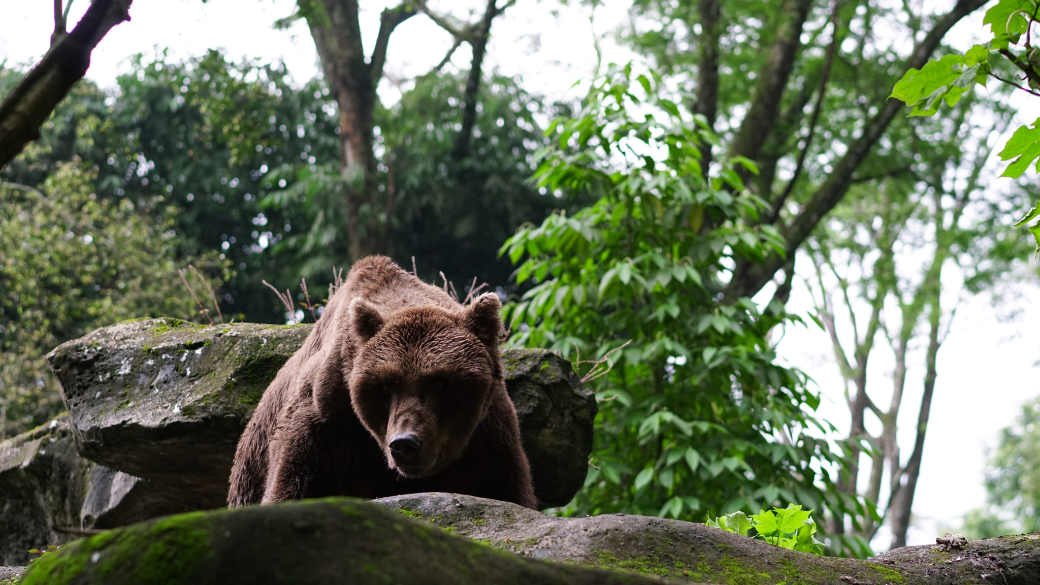 Sony a6300 + Sony Sonnar T* FE 55mm F1.8 ZA sample photo. Baloo? photography