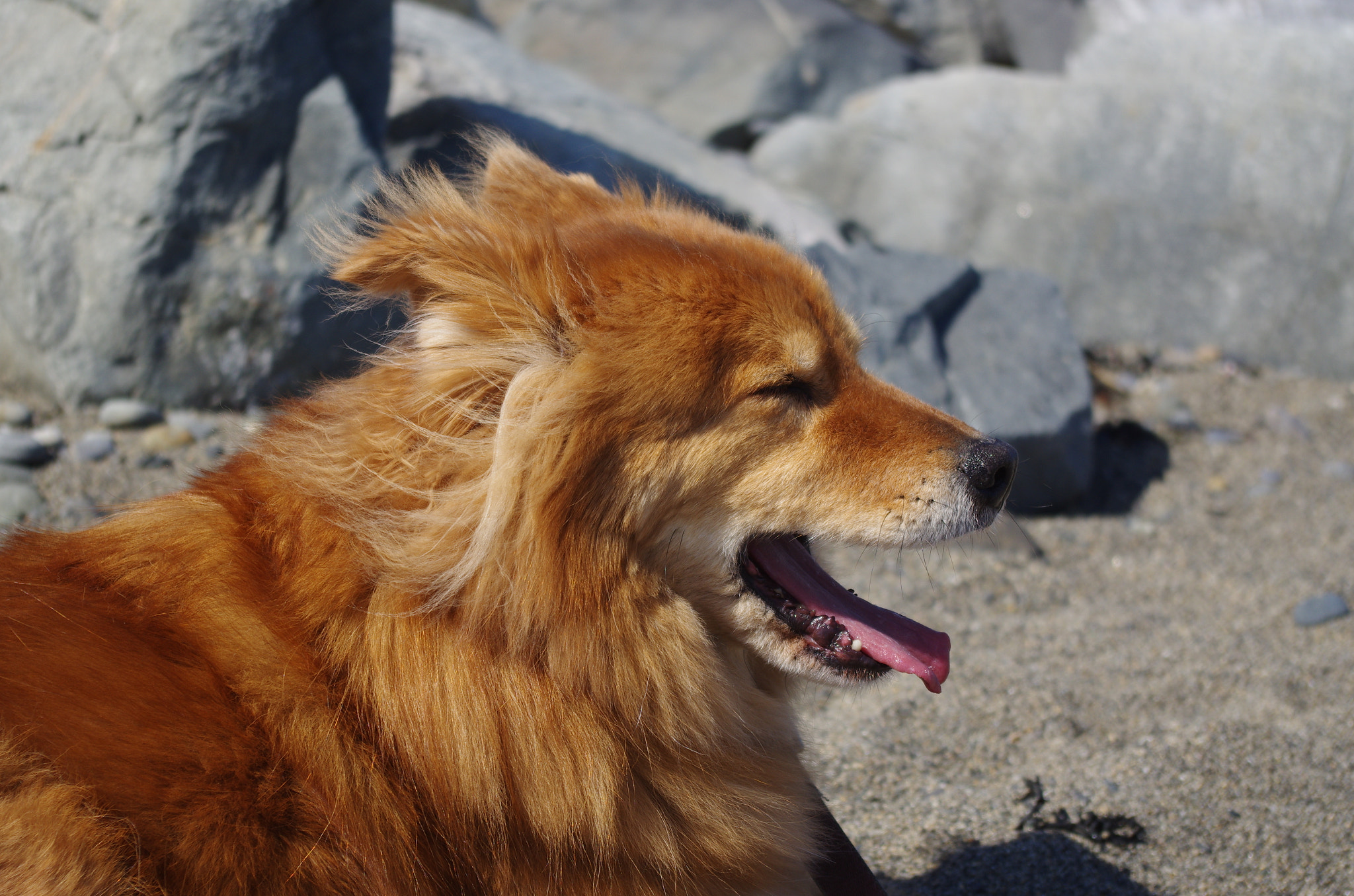 smc PENTAX-DA L 18-55mm F3.5-5.6 sample photo. Lucie at the beach photography