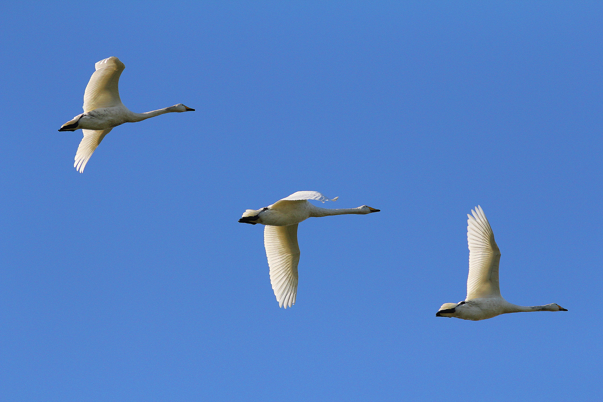 Canon EF 300mm F4L IS USM sample photo. Whooper swans photography