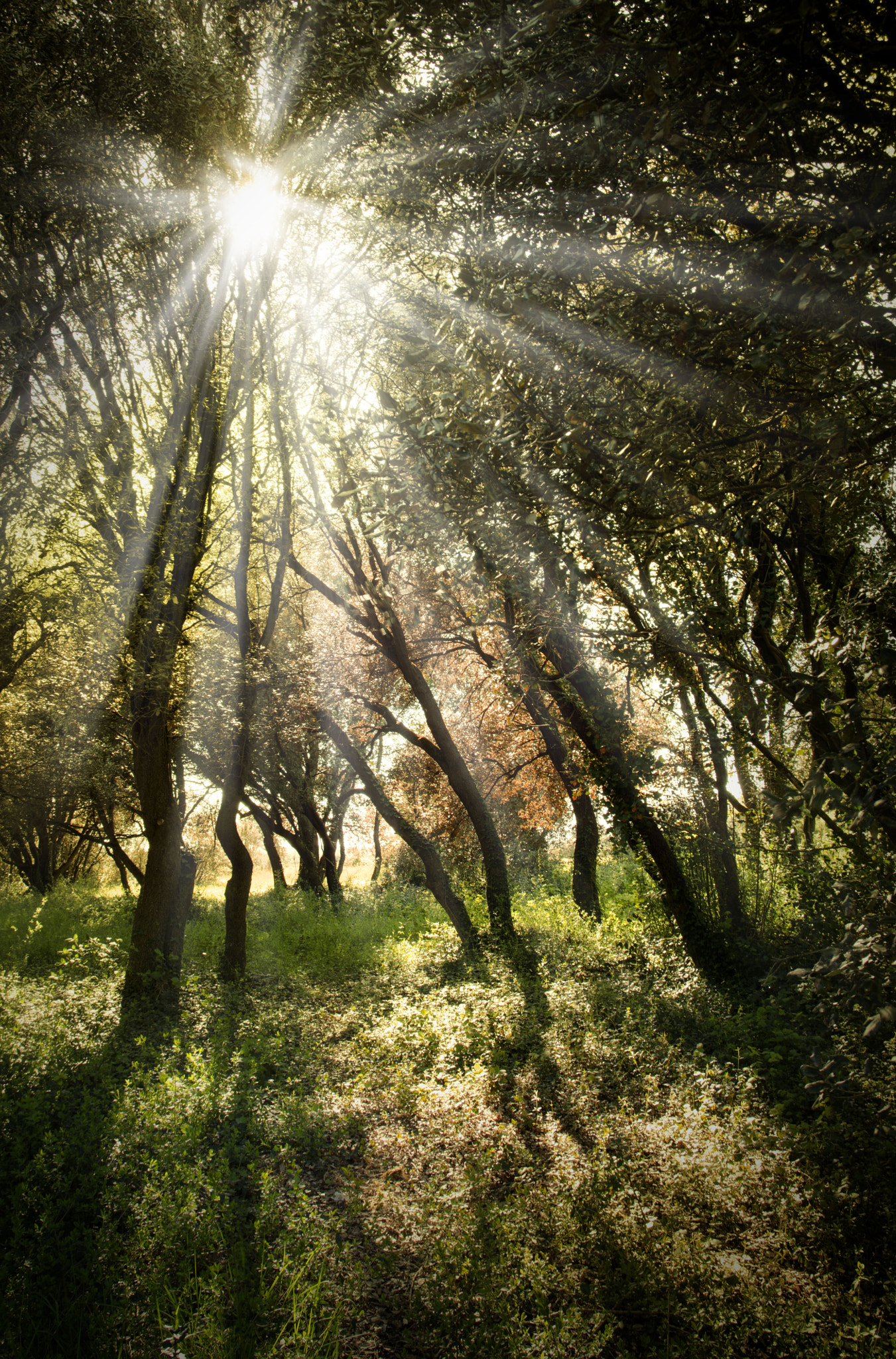 Nikon D7100 + Sigma 17-70mm F2.8-4 DC Macro OS HSM | C sample photo. Under the trees photography