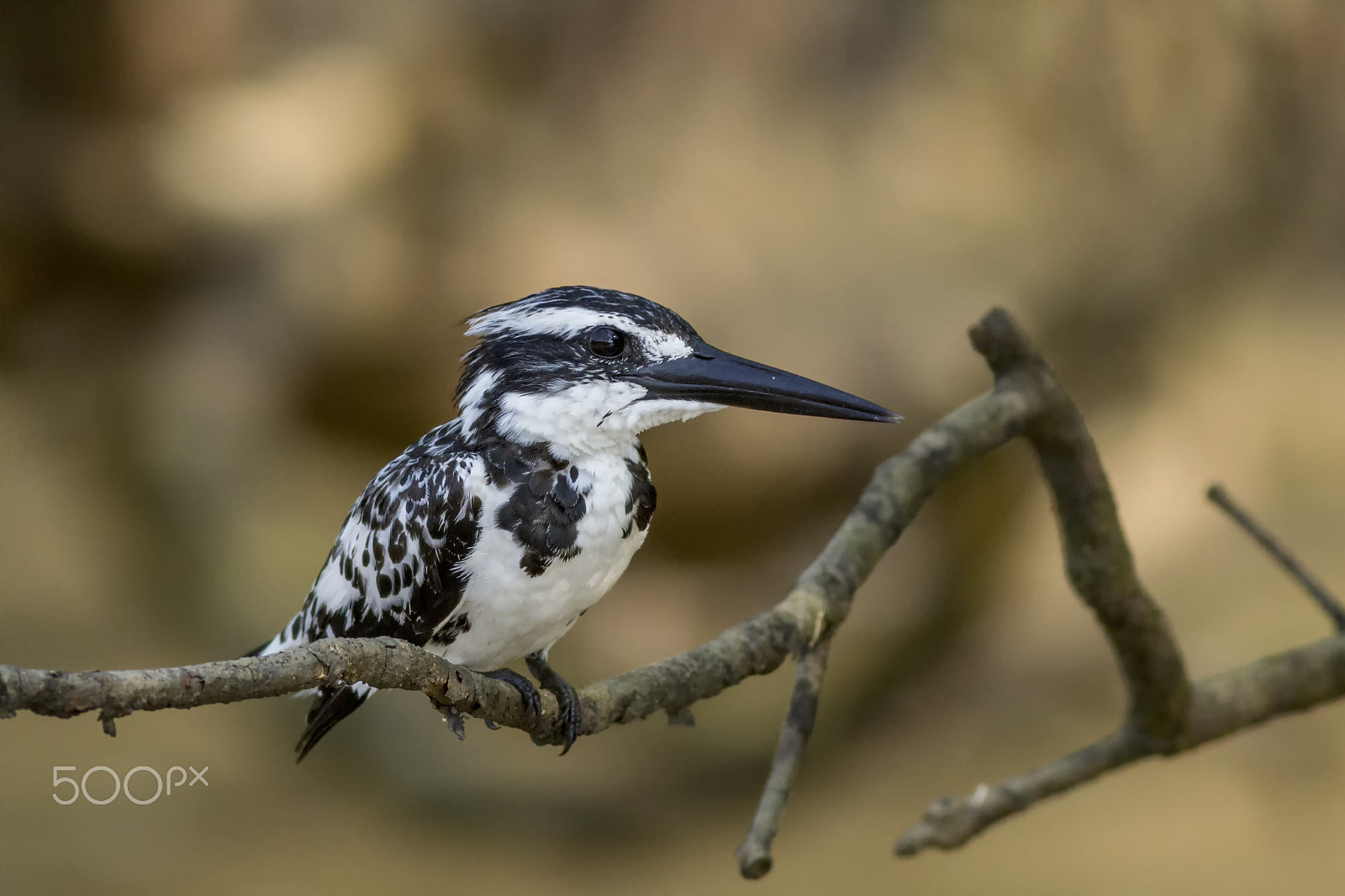 Canon EOS 60D + Canon EF 400mm F5.6L USM sample photo. Pied kingfisher photography