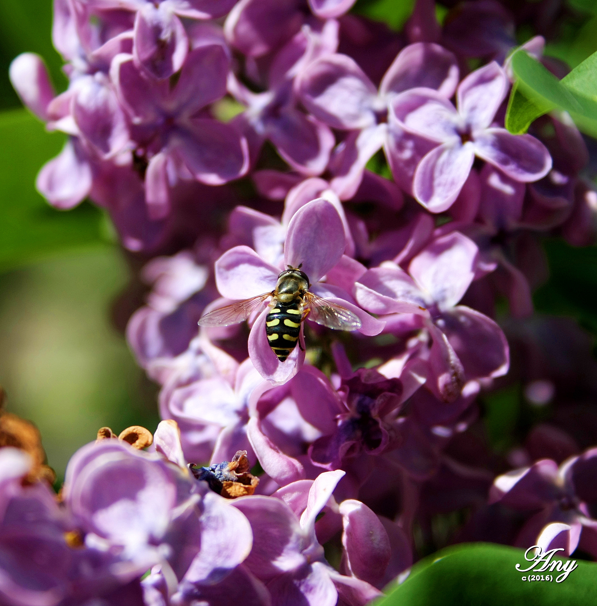 Canon EF-S 18-55mm F3.5-5.6 sample photo. Telek photography