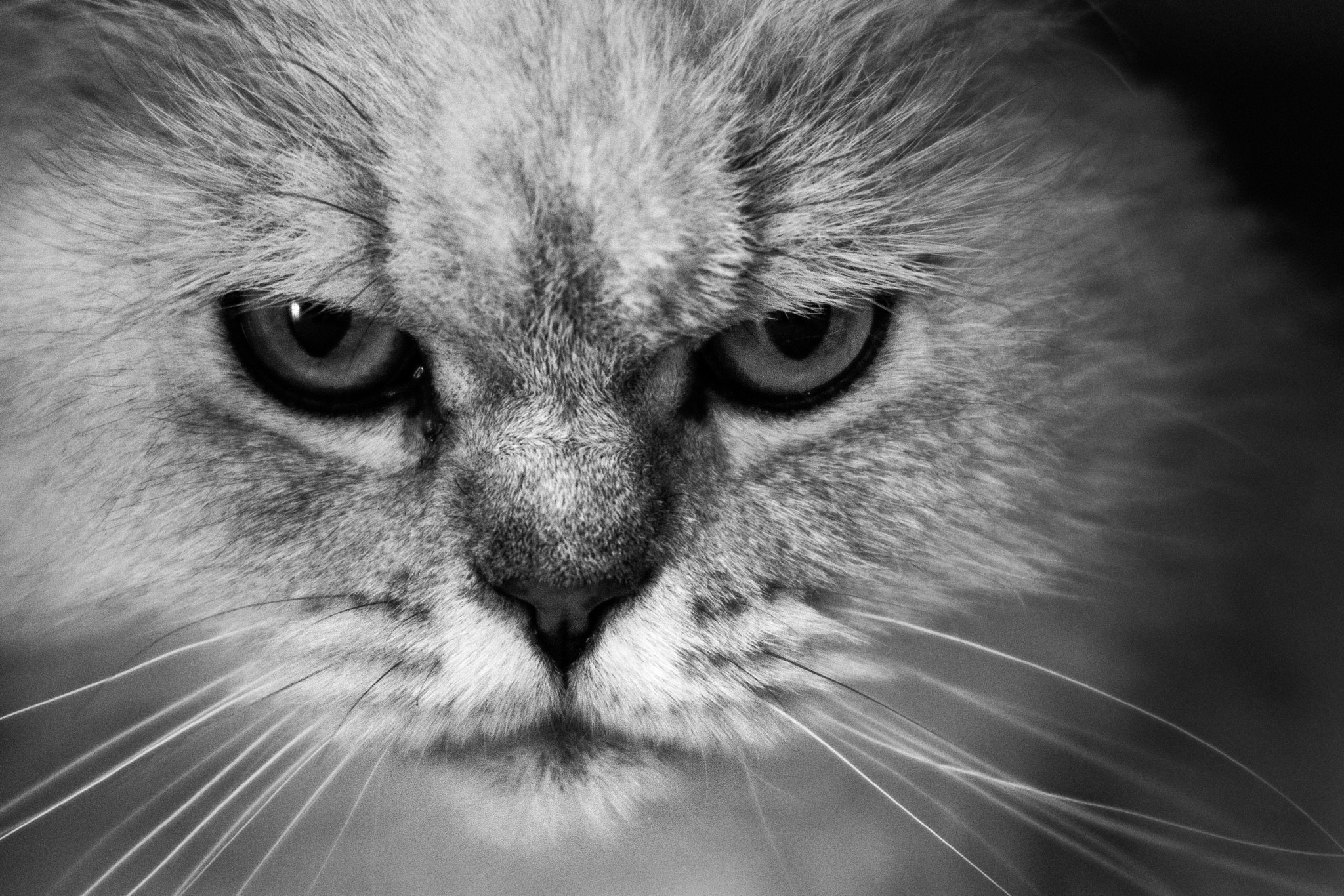Sigma 30mm F1.4 EX DC HSM sample photo. A siberian cat photography