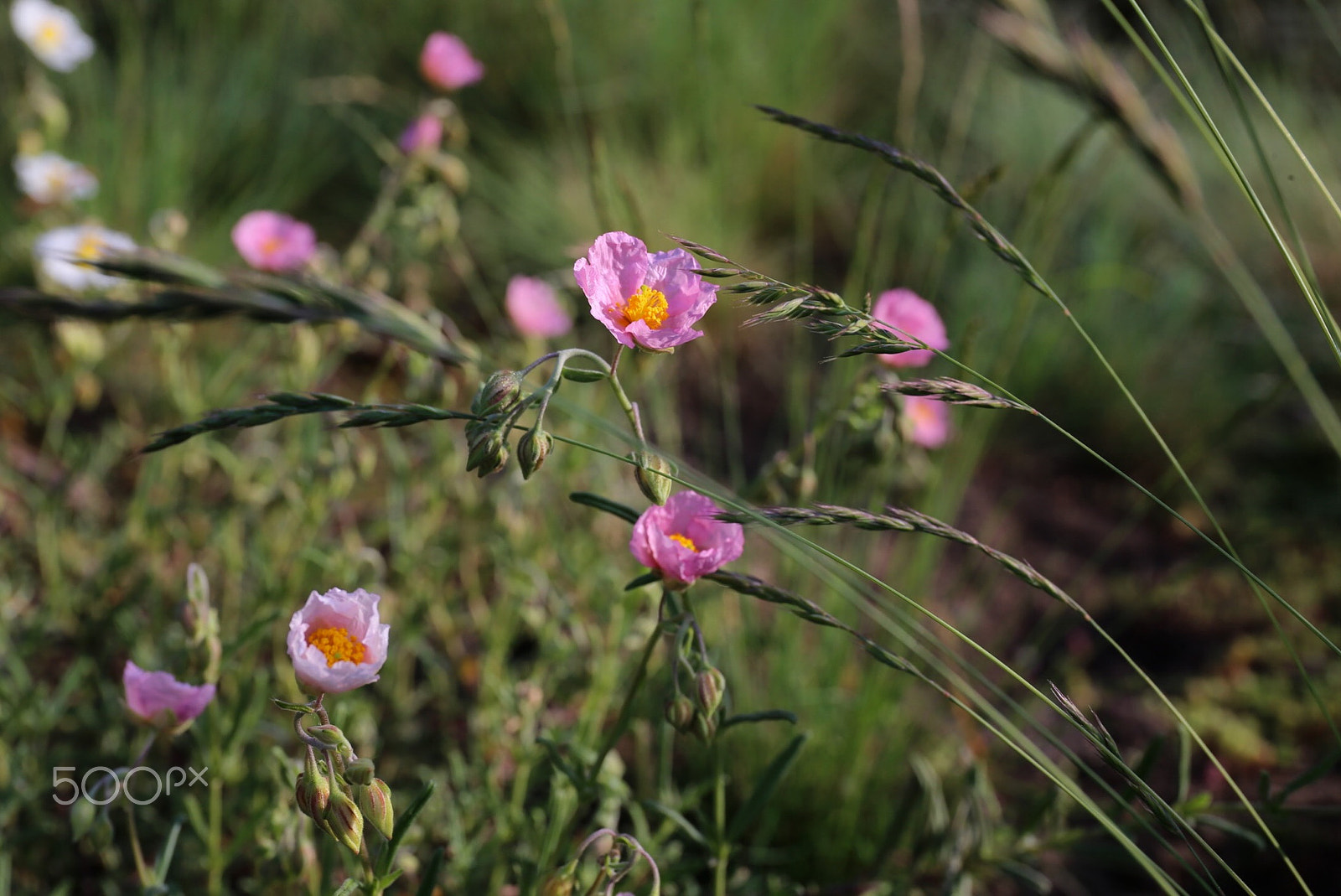 Canon EF 24-70mm F4L IS USM sample photo