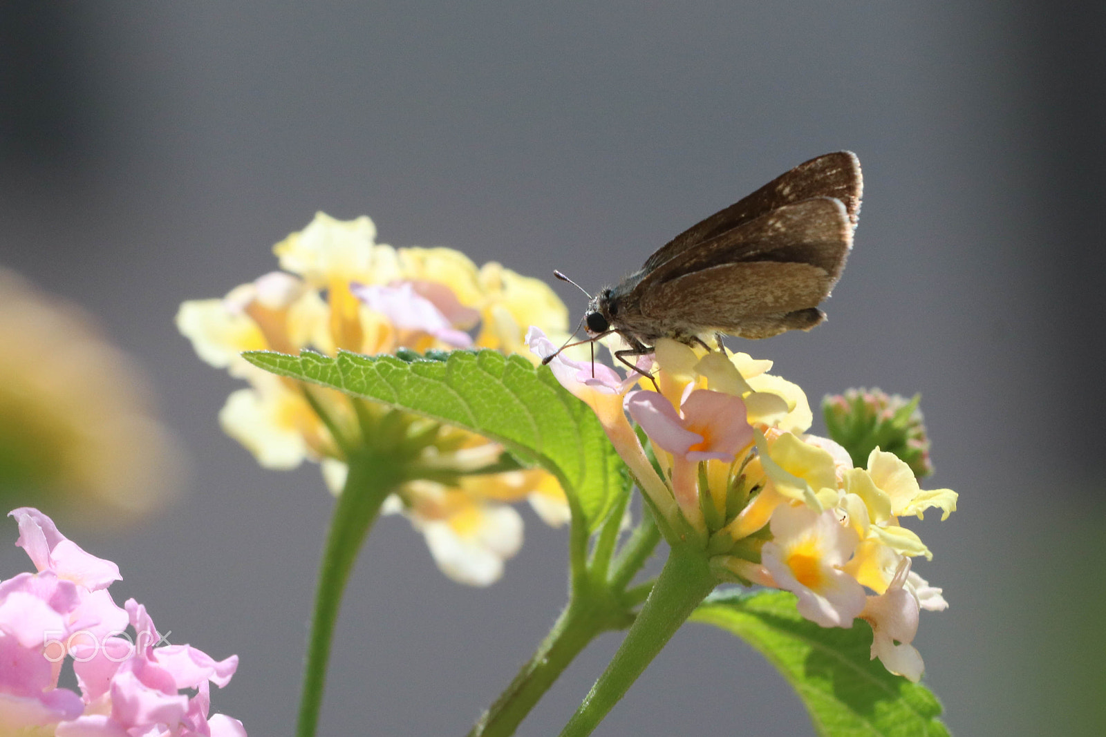 Canon EOS 760D (EOS Rebel T6s / EOS 8000D) + Canon EF 70-200mm F4L USM sample photo. Lantana camara meets butterfly photography