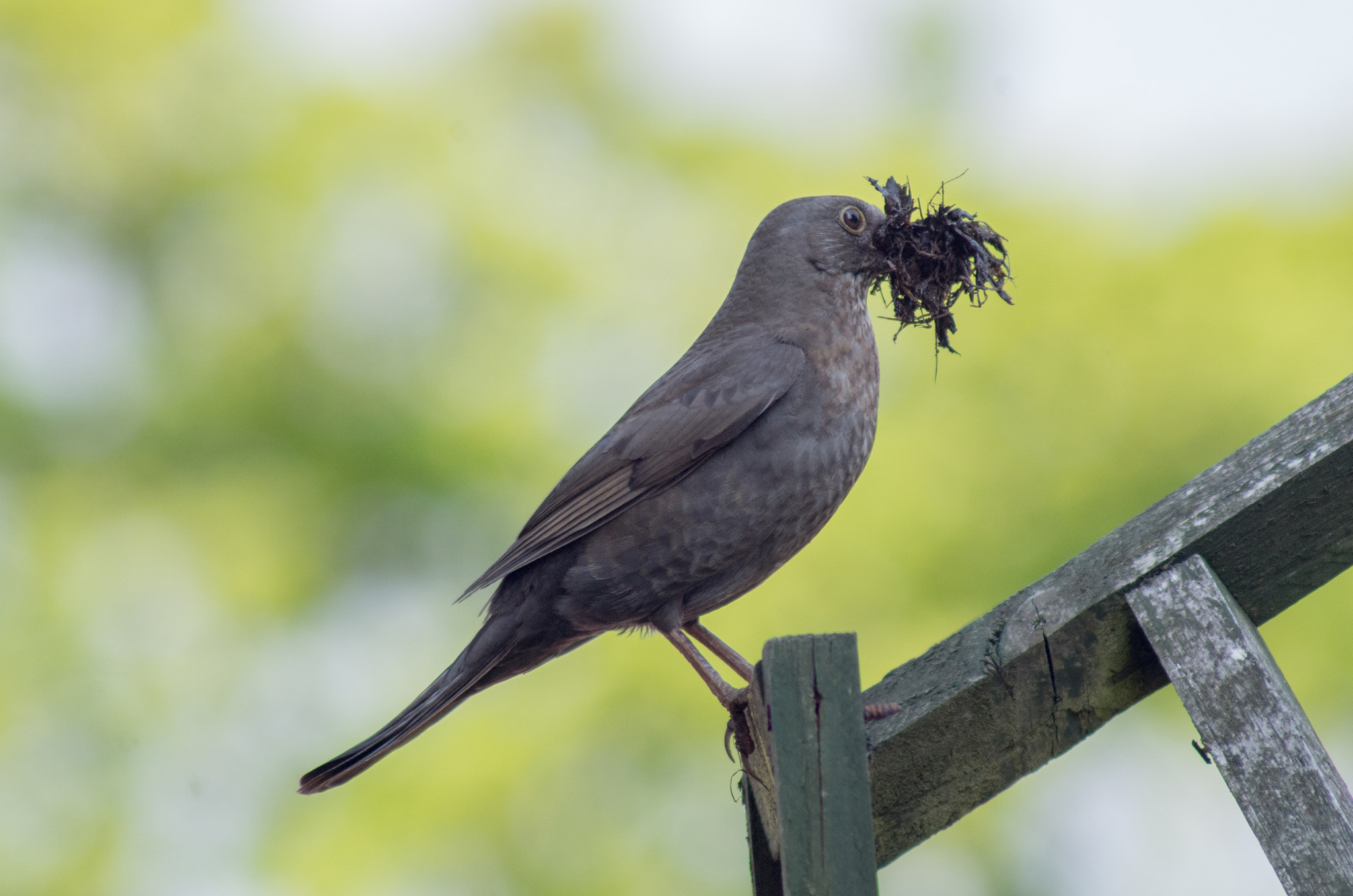 Tamron AF 70-300mm F4-5.6 Di LD Macro sample photo. Nesting#1 photography