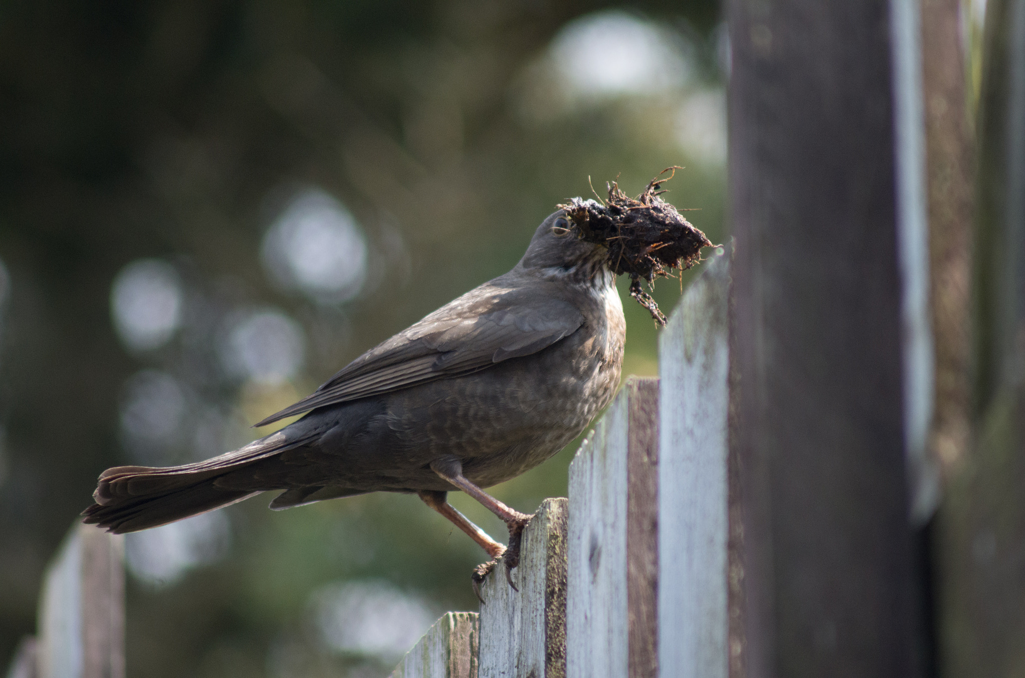 Tamron AF 70-300mm F4-5.6 Di LD Macro sample photo. Nesting#2 photography