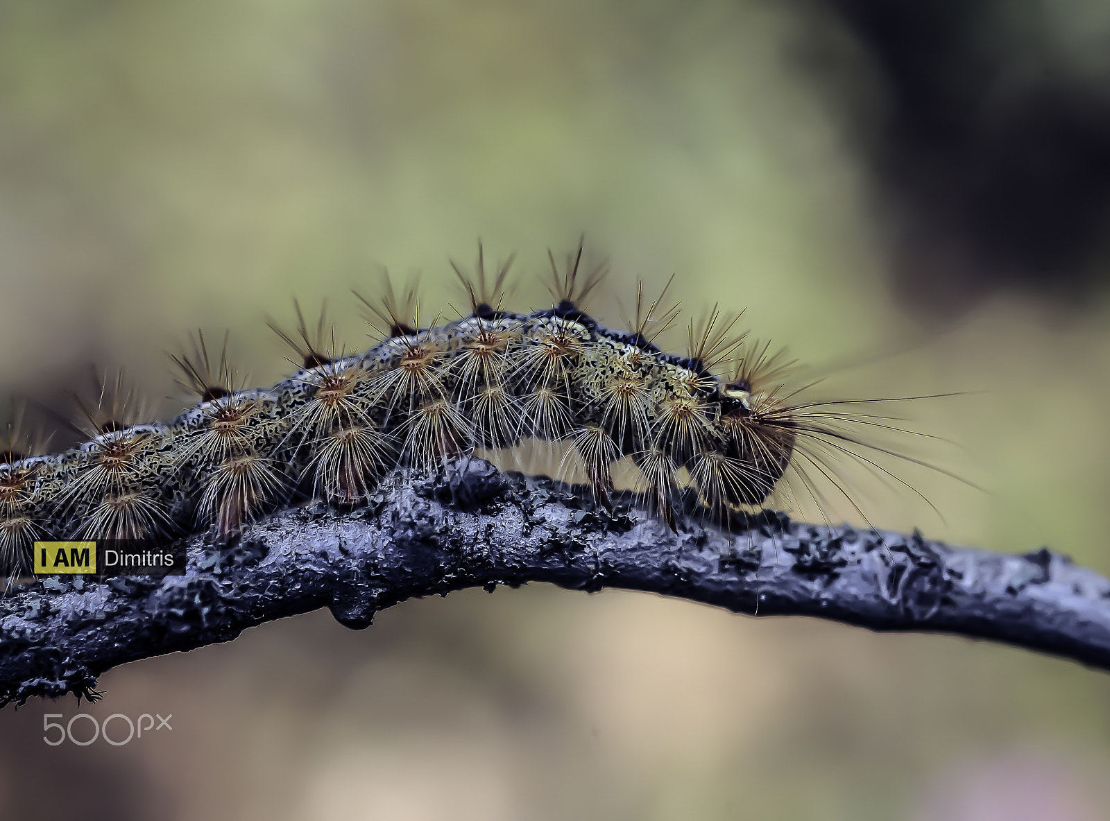 Sigma 50mm F2.8 EX DG Macro sample photo. Caterpillar photography