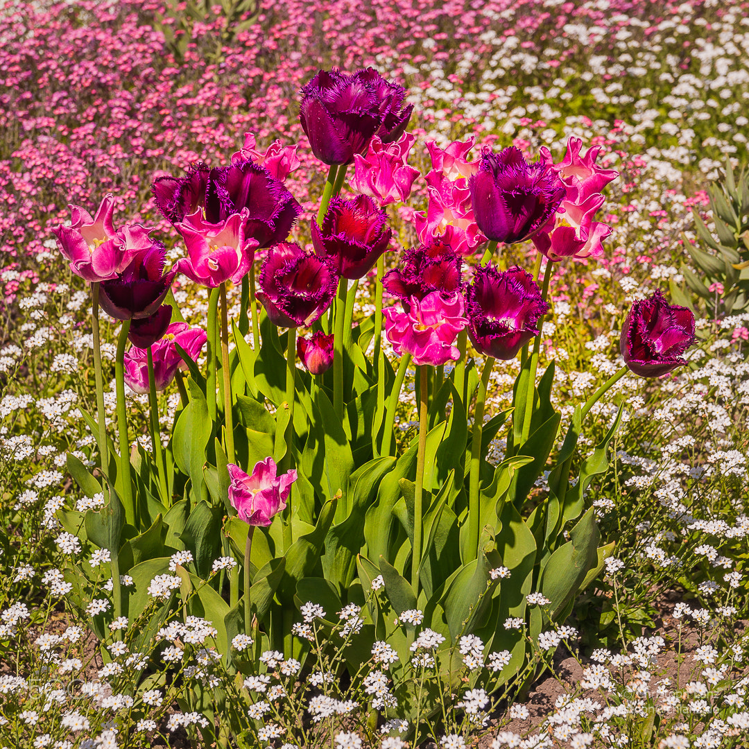 Nikon D90 + Sigma 17-70mm F2.8-4 DC Macro OS HSM | C sample photo. Springtime in the city i photography