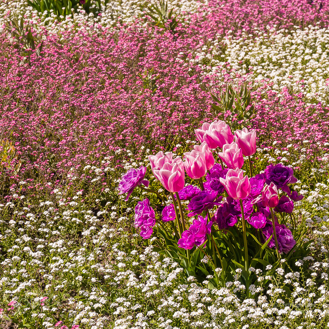 Nikon D90 + Sigma 17-70mm F2.8-4 DC Macro OS HSM | C sample photo. Springtime in the city ii photography