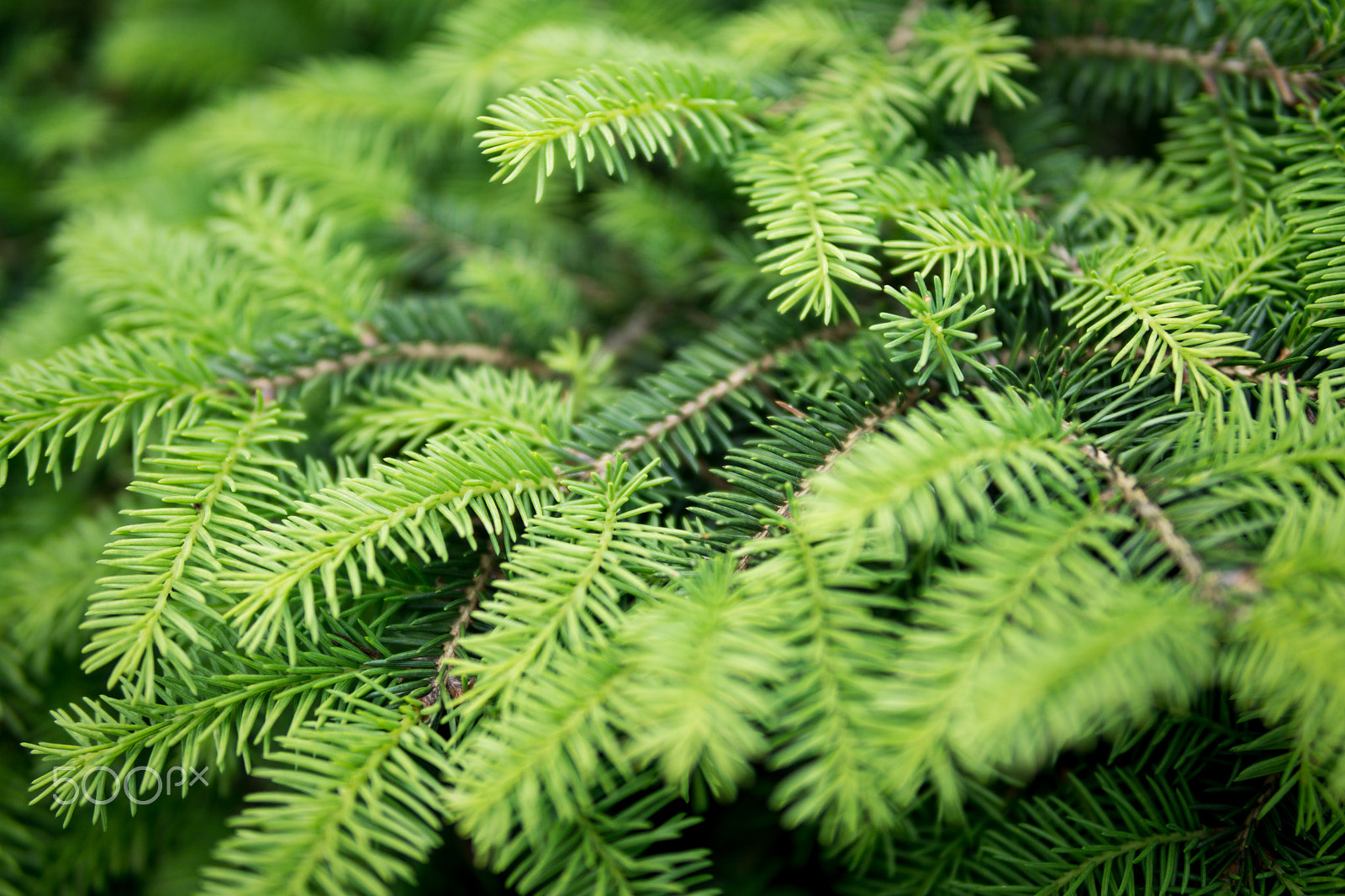 Sony a6000 + E 30mm F1.4 sample photo. Fresh green background (shallow dof) photography