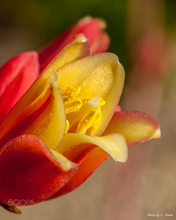 Nikon D3 + Nikon AF Micro-Nikkor 60mm F2.8D sample photo. Red yucca photography