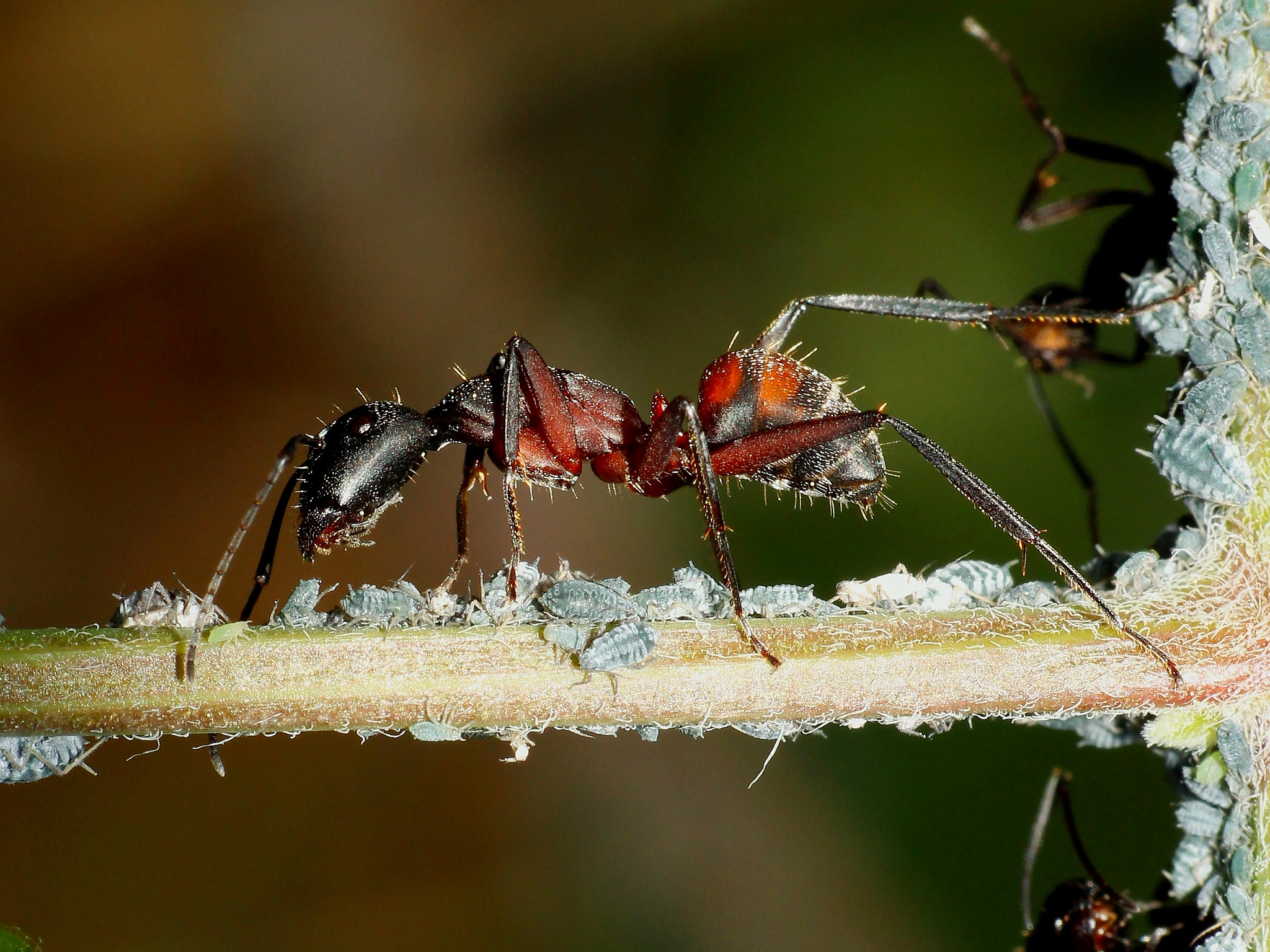 Canon EF-S 55-250mm F4-5.6 IS sample photo. Symbiosis photography