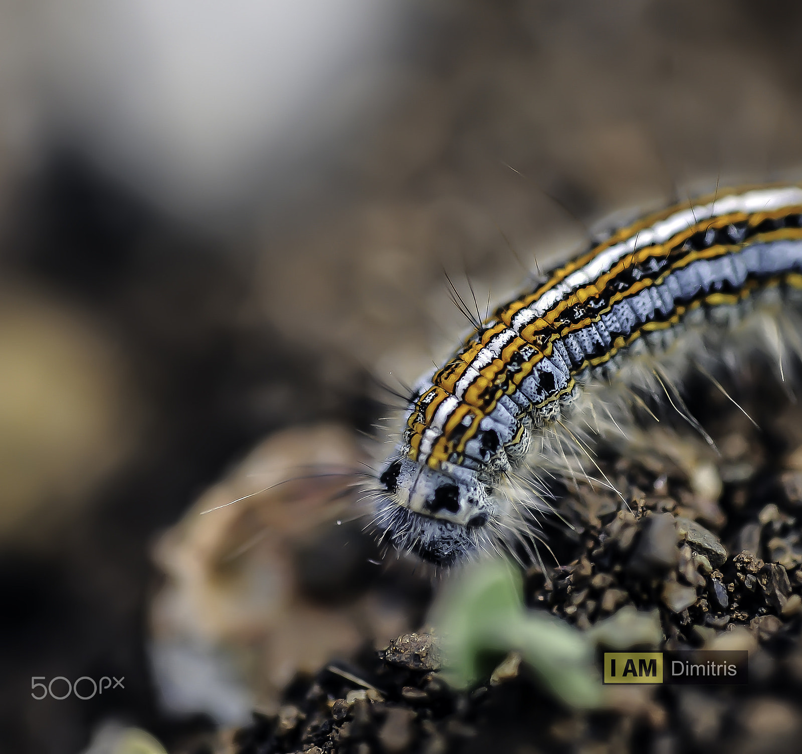 Nikon D700 + Sigma 50mm F2.8 EX DG Macro sample photo. Caterpillar.. photography