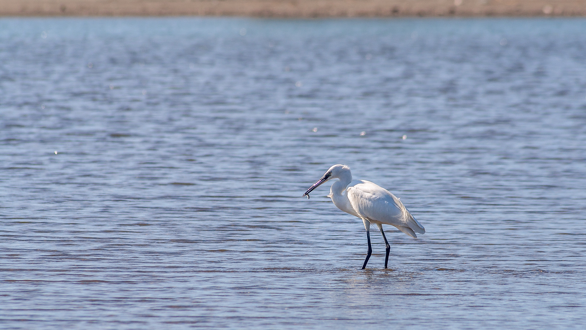 Sigma 70-300mm F4-5.6 APO DG Macro sample photo. Fishing garzetta photography
