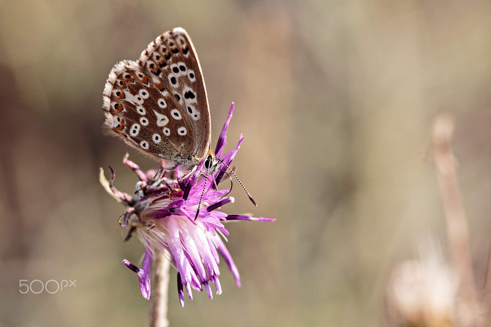 Canon EF 180mm F3.5L Macro USM sample photo. Polyommatus coridon photography