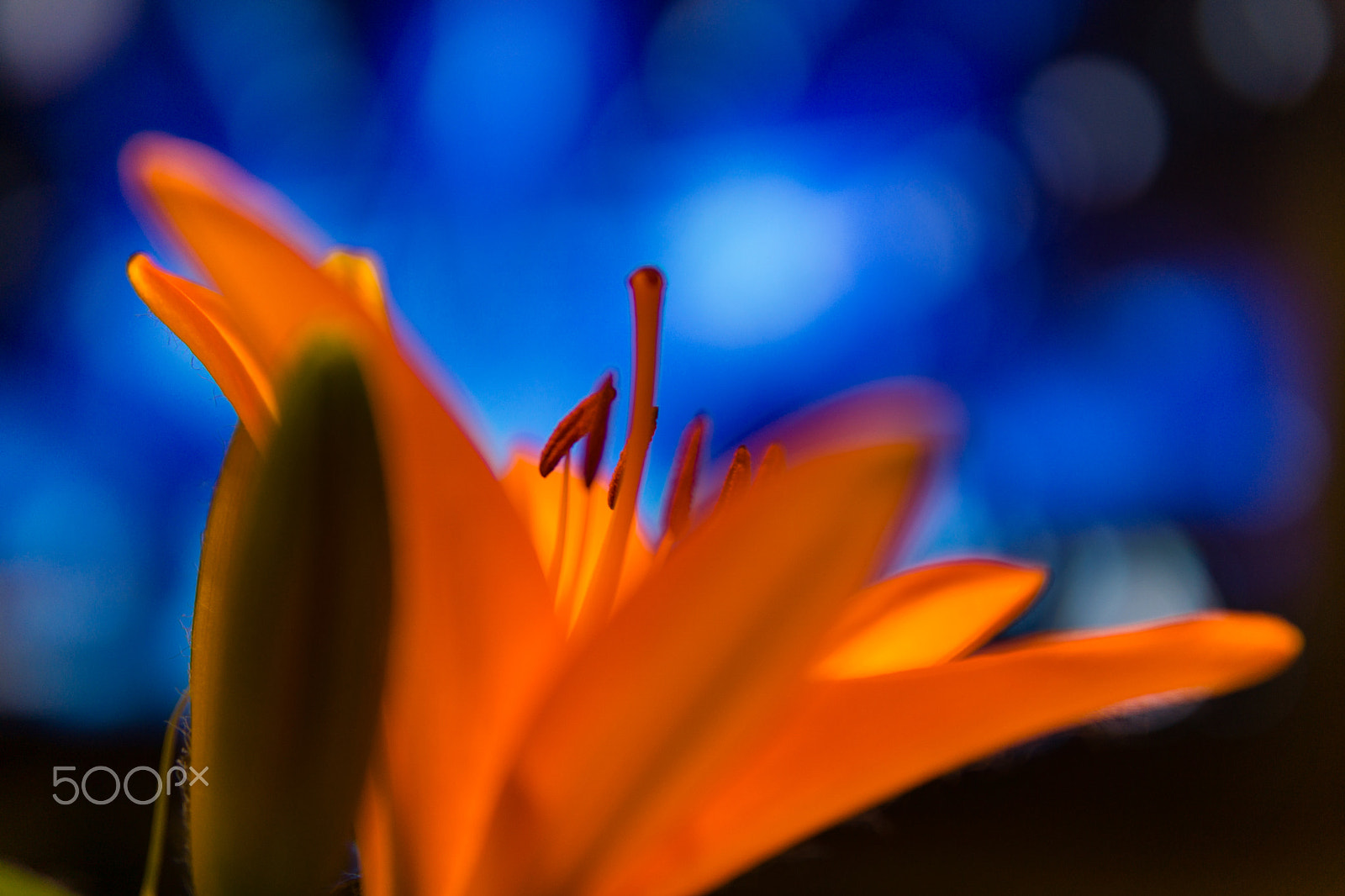 Sony a6000 + E 30mm F1.4 sample photo. Orange lilly photography