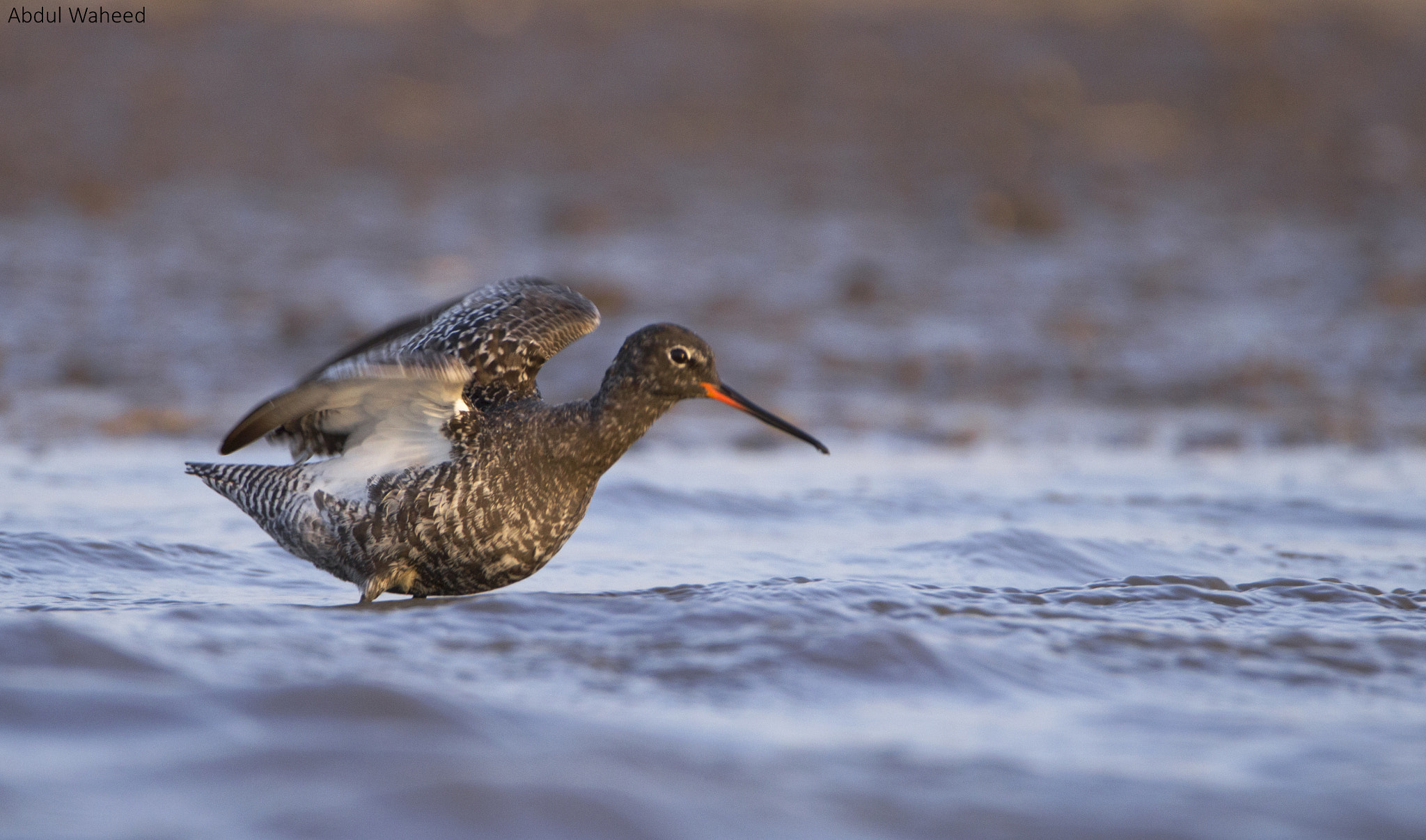 Tamron SP 150-600mm F5-6.3 Di VC USD sample photo. Redshank in breeding plumage photography