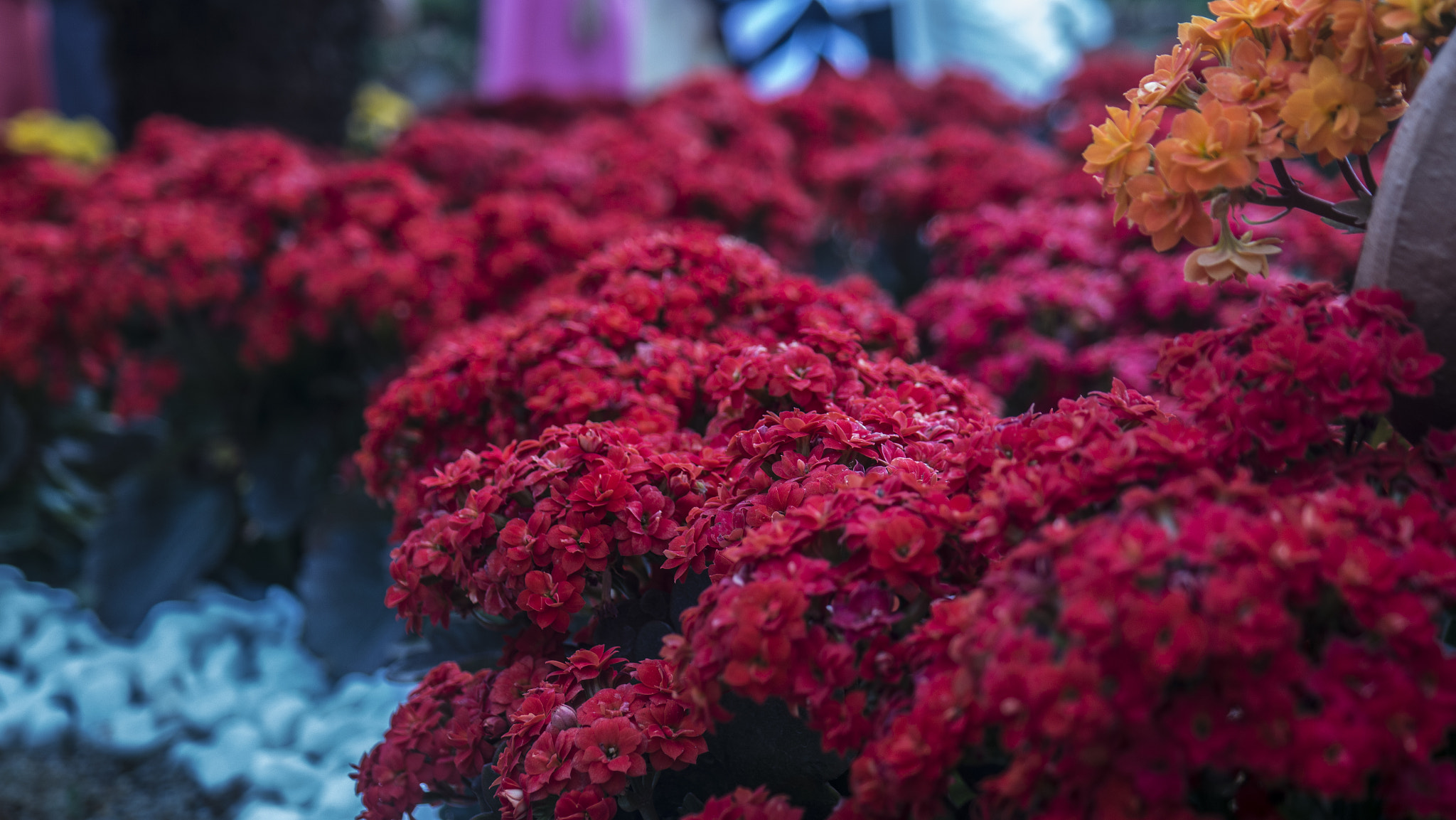 Samsung NX1000 + Samsung NX 18-55mm F3.5-5.6 OIS sample photo. Reddish forest photography