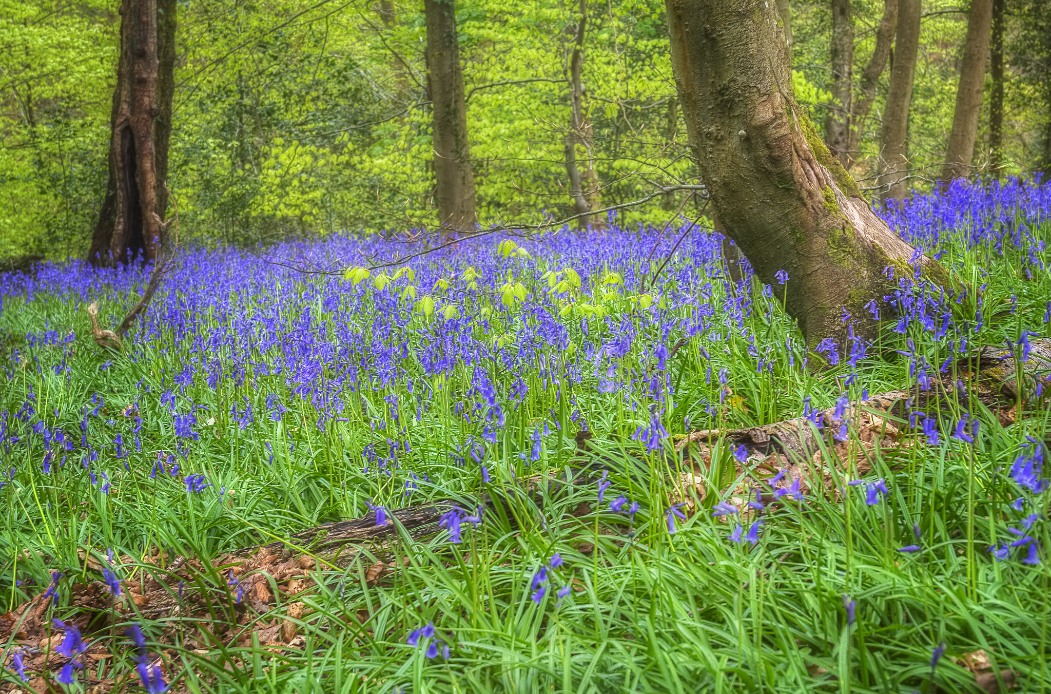 Sigma 17-35mm f/2.8-4 EX DG Aspherical HSM sample photo. Bluebells....... photography