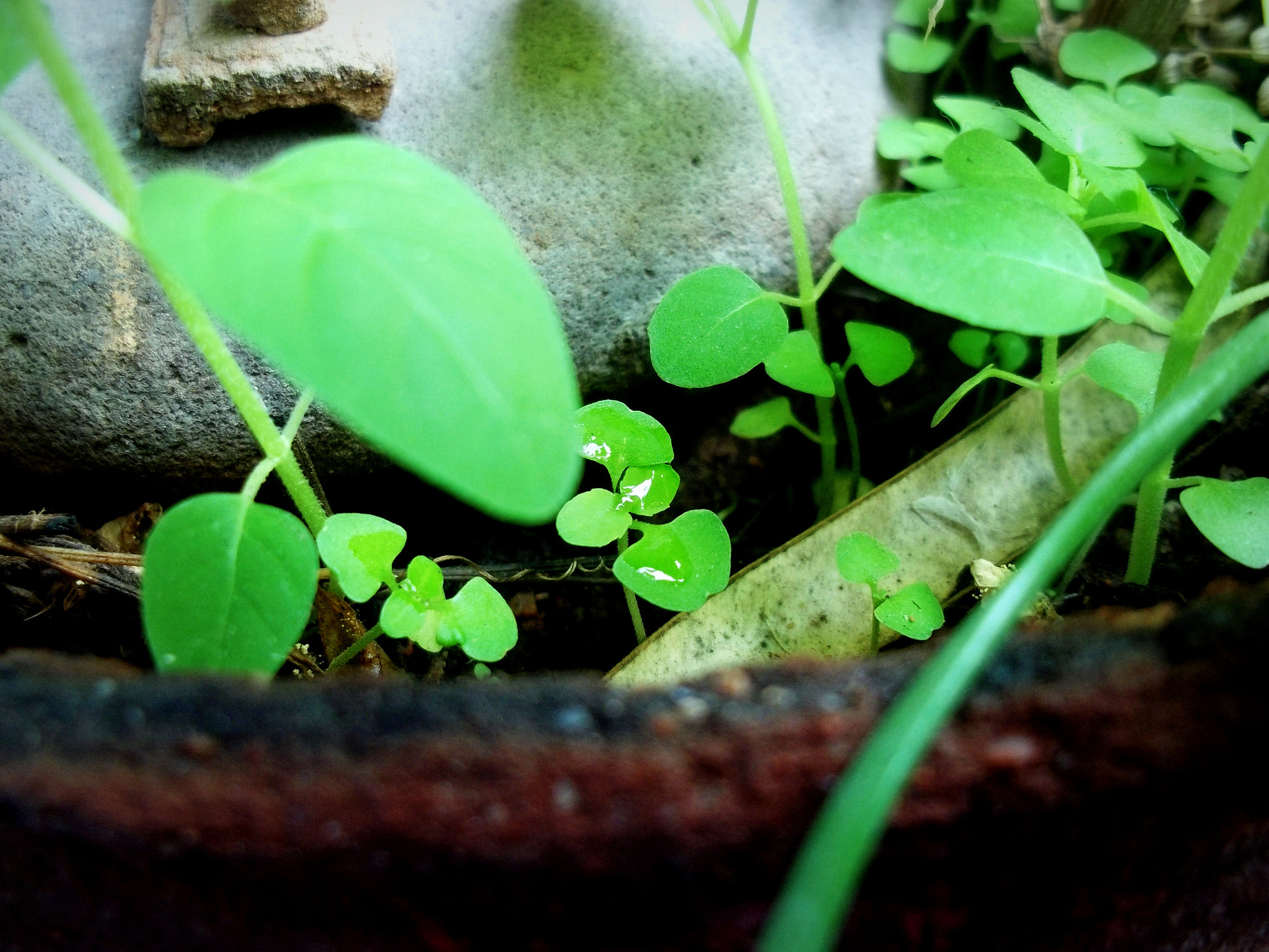 Kodak EASYSHARE M531 DIGITAL CAMERA sample photo. Holy basil photography