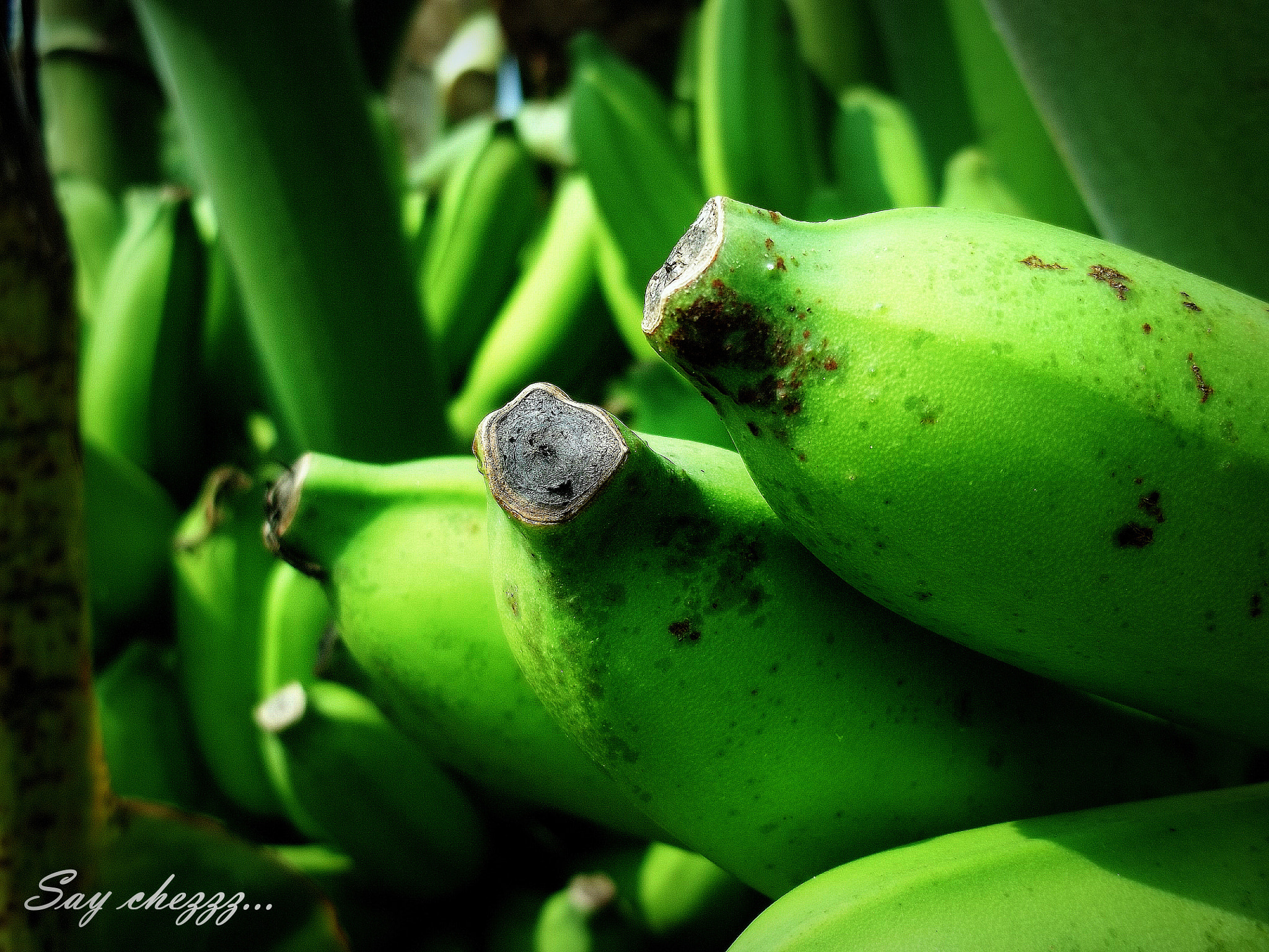 Kodak EASYSHARE M531 DIGITAL CAMERA sample photo. Banana kong photography