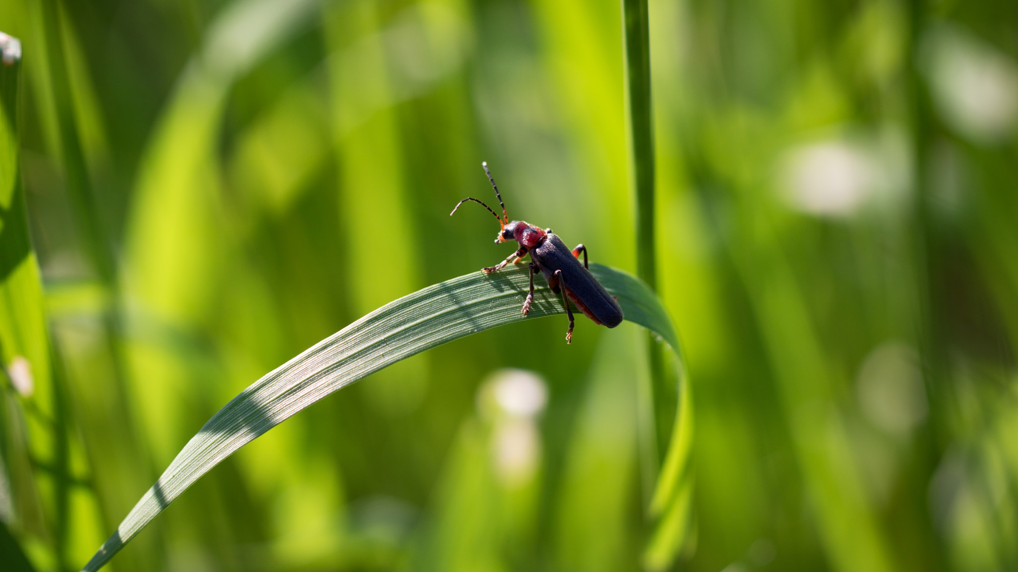 Canon EOS 750D (EOS Rebel T6i / EOS Kiss X8i) + Canon EF 100mm F2.8L Macro IS USM sample photo. Bug photography