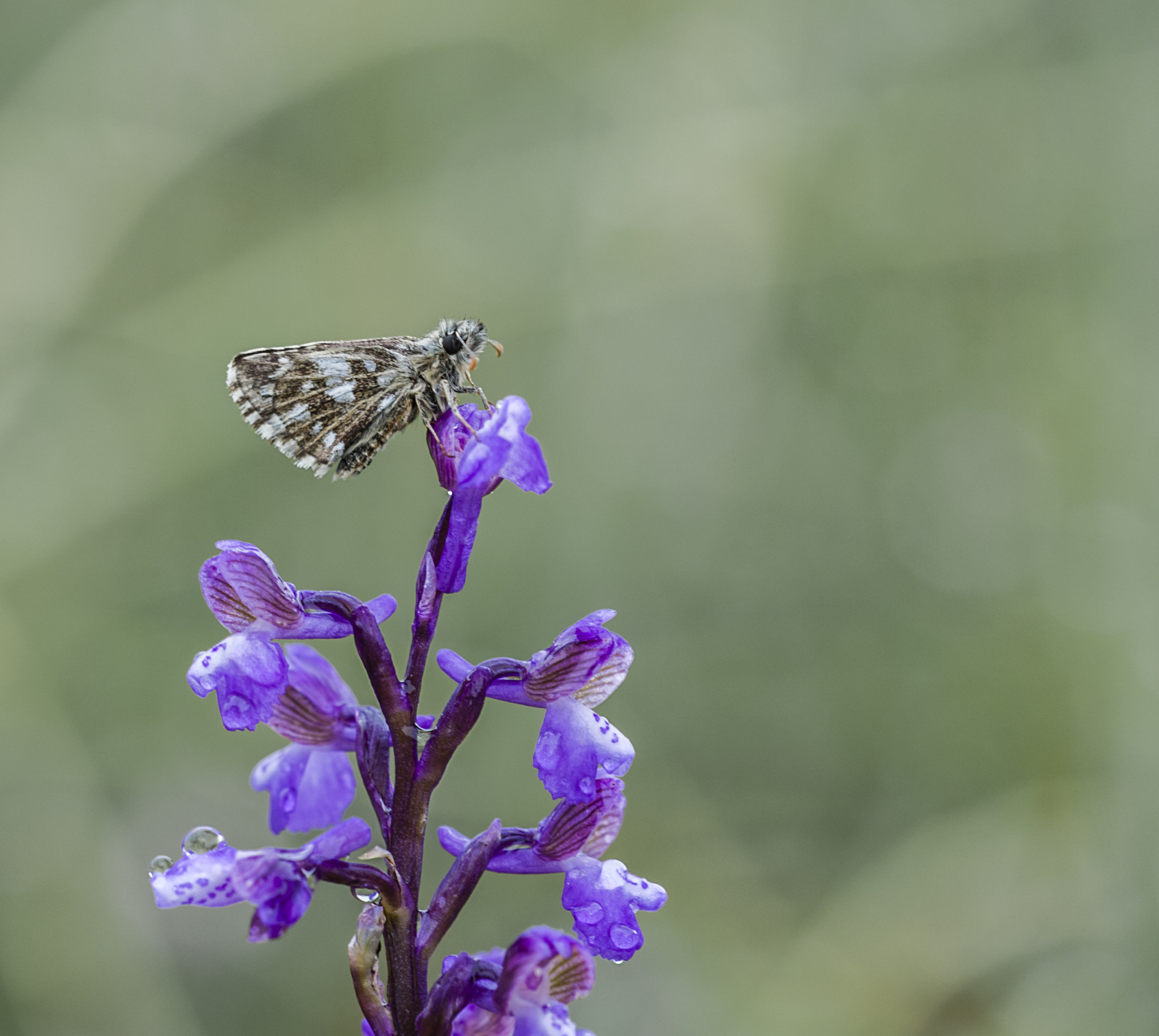 Sigma APO Macro 180mm F3.5 EX DG HSM sample photo. Una pequeñina photography