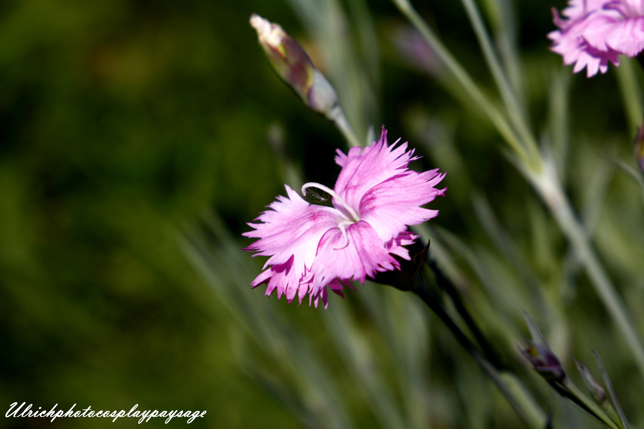 Canon EF 24-105mm F3.5-5.6 IS STM sample photo. Petite fleur rose photography