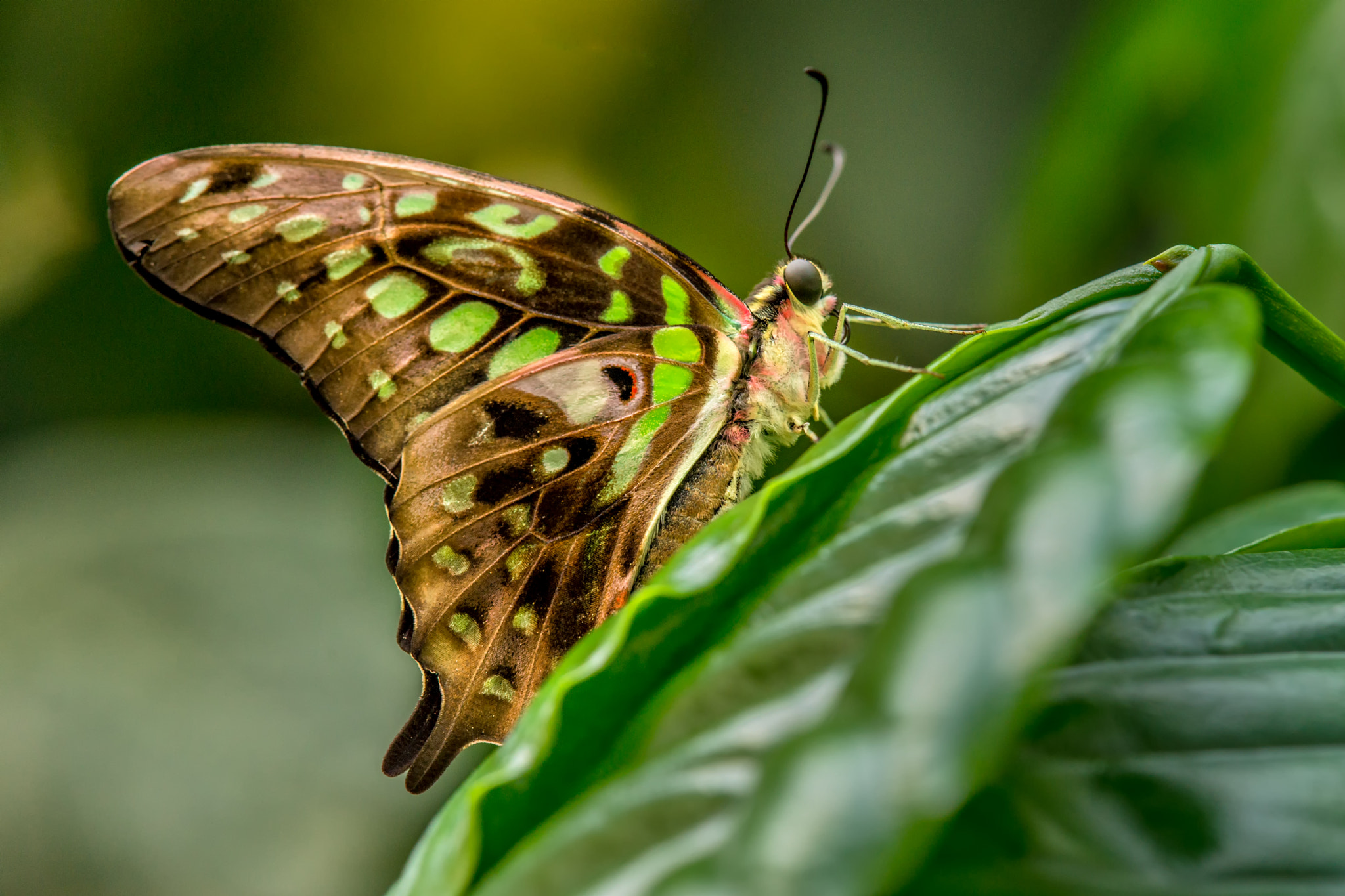 Tamron AF 18-250mm F3.5-6.3 Di II LD Aspherical (IF) Macro sample photo. Tailed jay photography