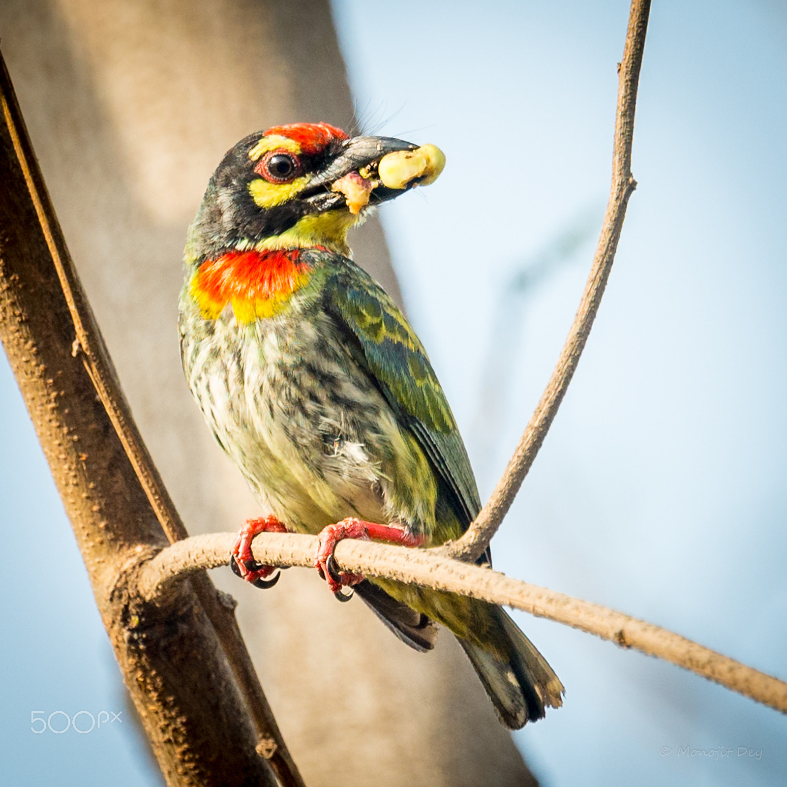Nikon Nikkor AF-S 300mm F4E PF ED VR sample photo. Bit off more than i can chew photography
