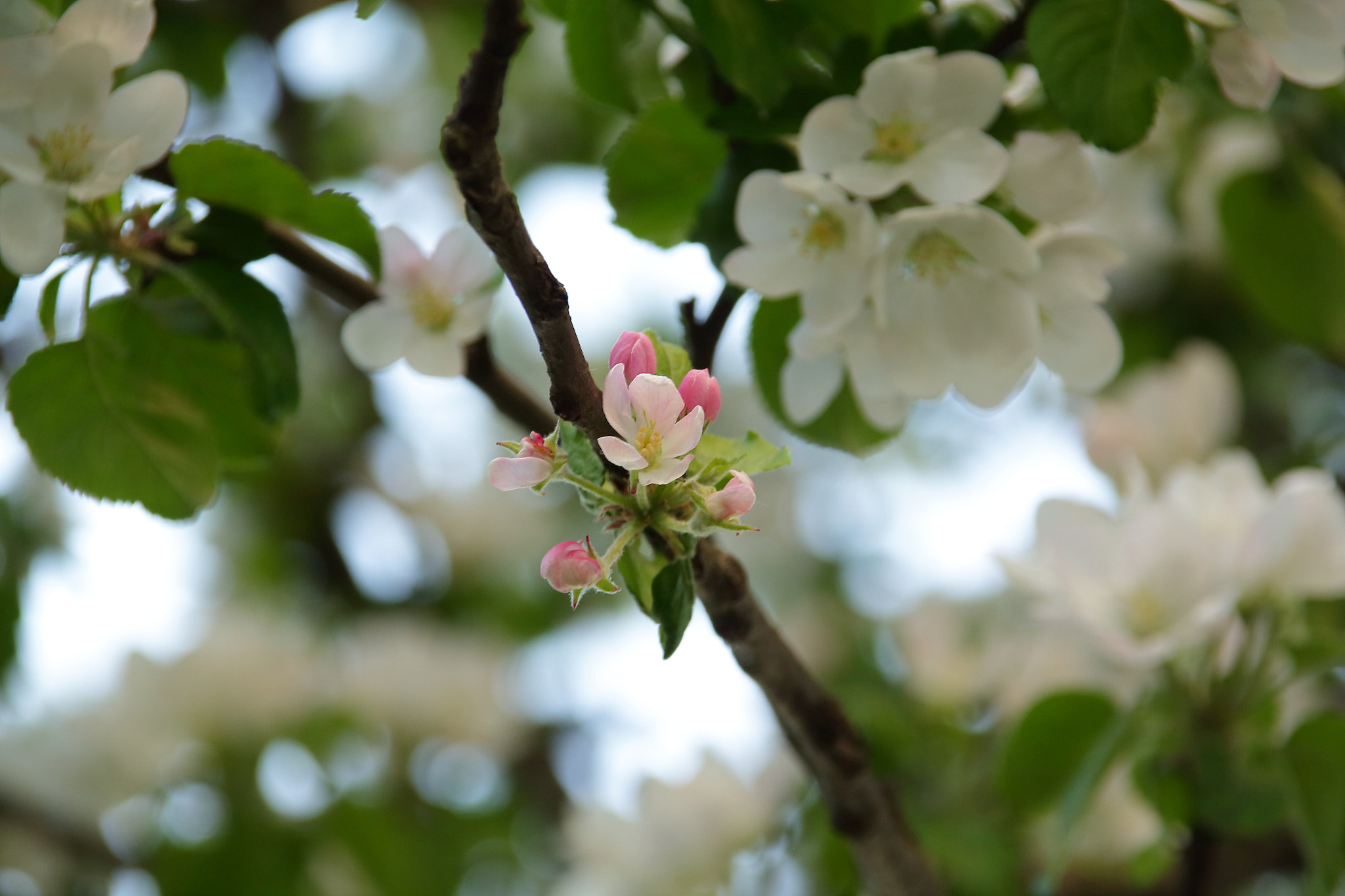 Sigma 18-200mm f/3.5-6.3 DC OS sample photo. Яблоня в цвету photography