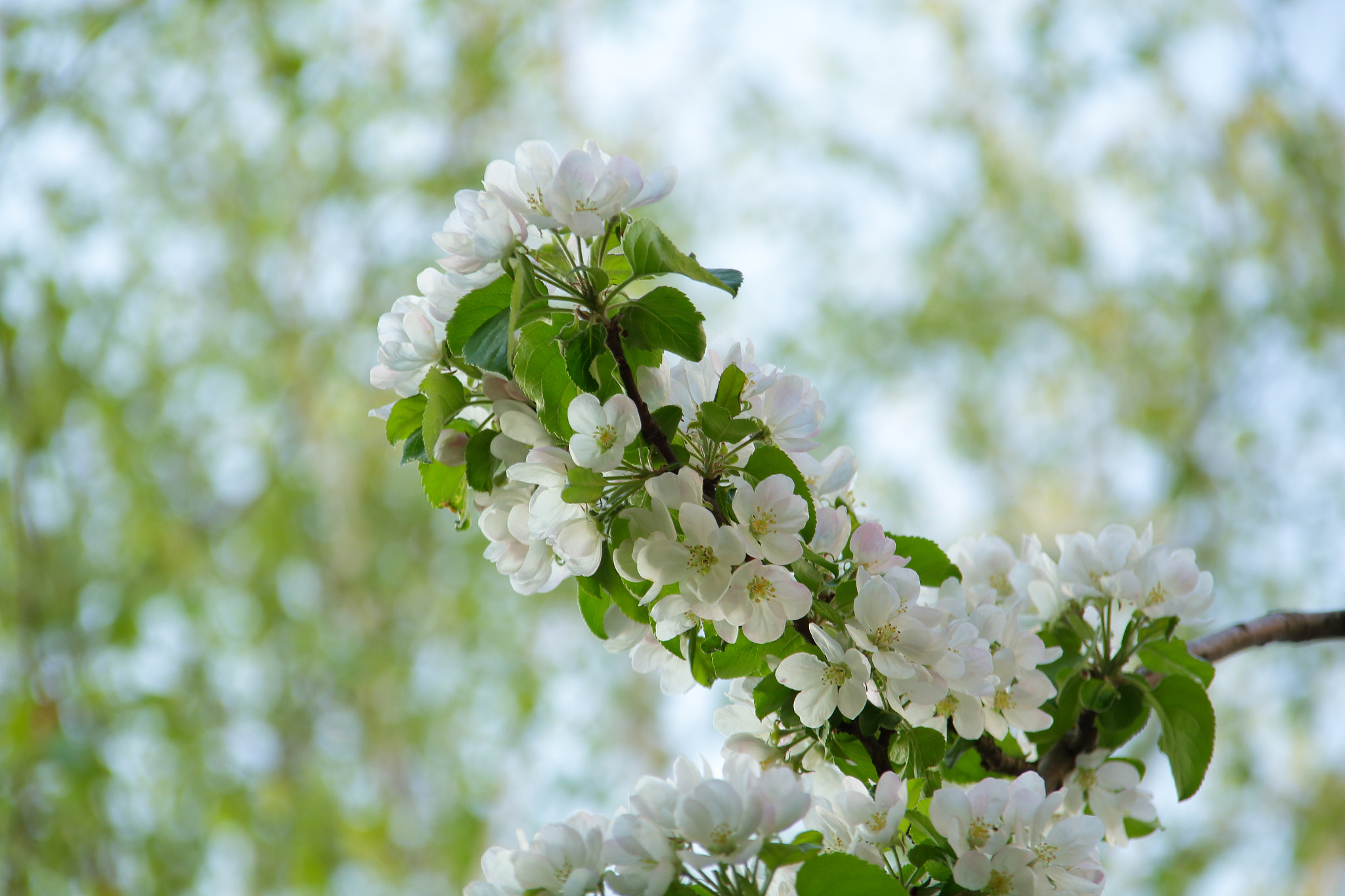 Sigma 18-200mm f/3.5-6.3 DC OS sample photo. Яблоня в цвету photography