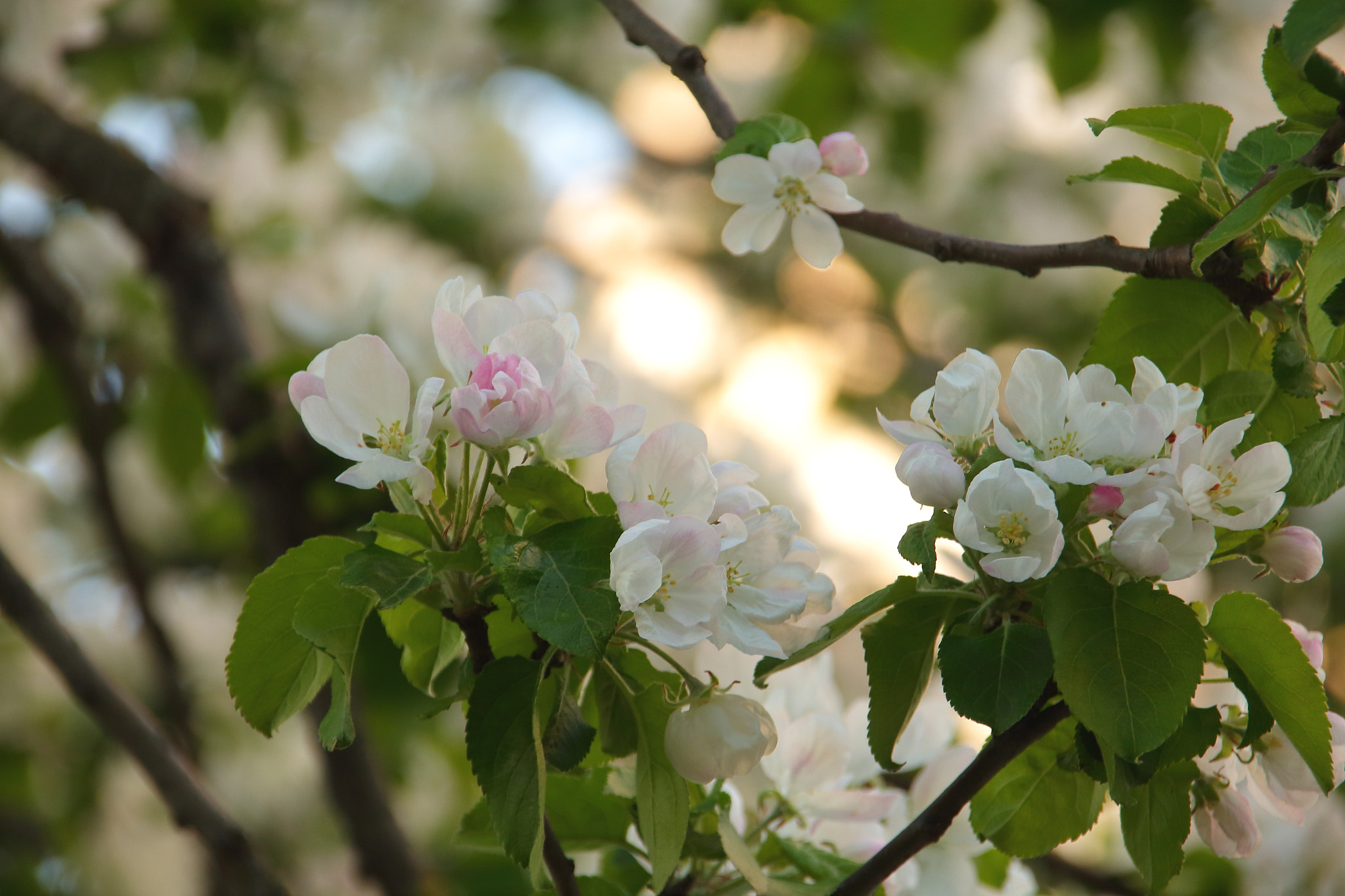 Sigma 18-200mm f/3.5-6.3 DC OS sample photo. Яблоня в цвету photography