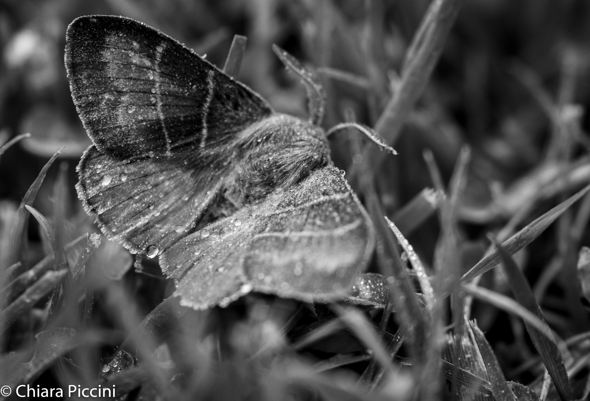 Sigma 105mm F2.8 EX DG OS HSM sample photo. Caterpillar in the tree... photography