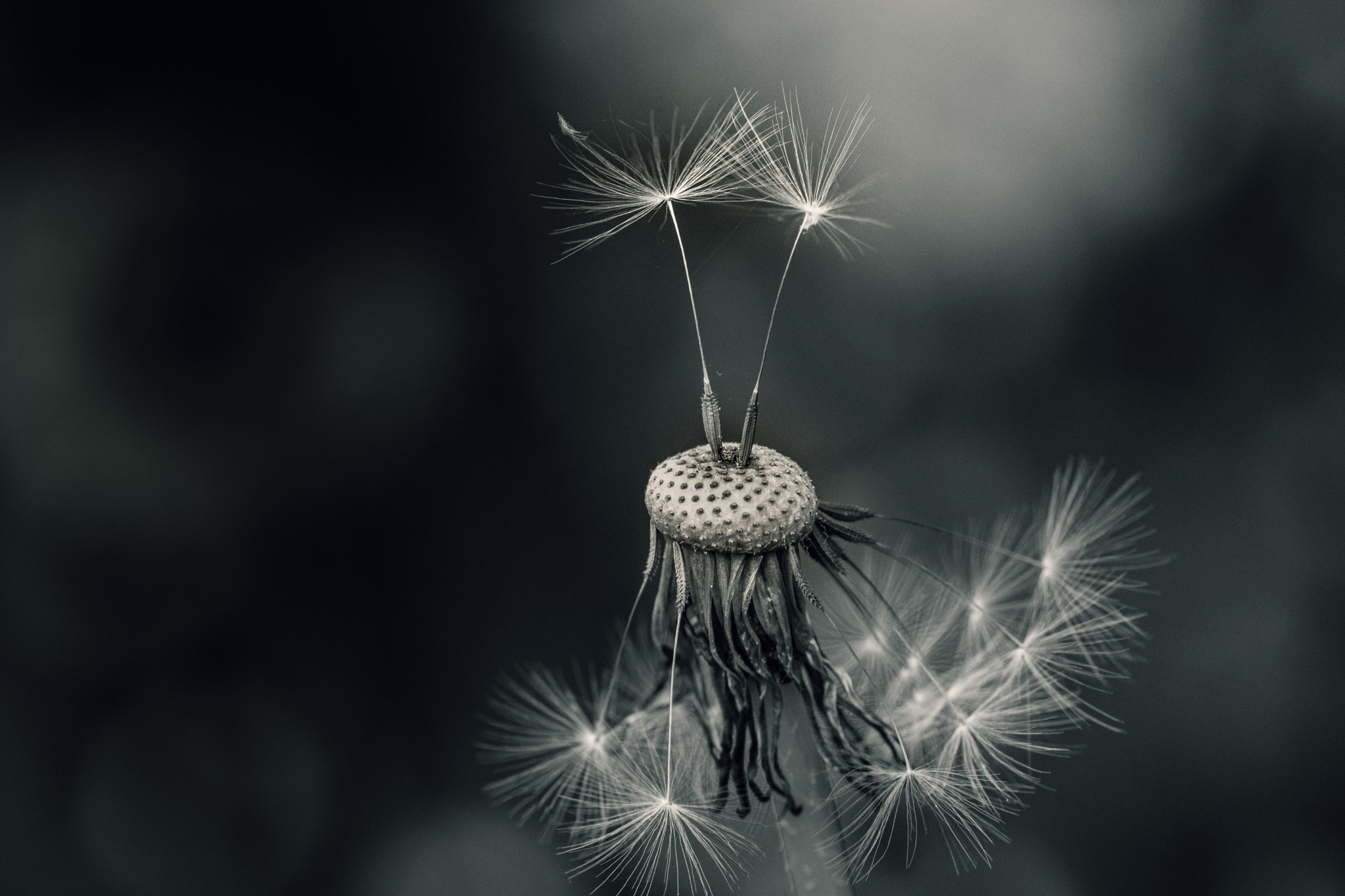 Sigma 150mm F2.8 EX DG OS Macro HSM sample photo. Dandelion friends photography