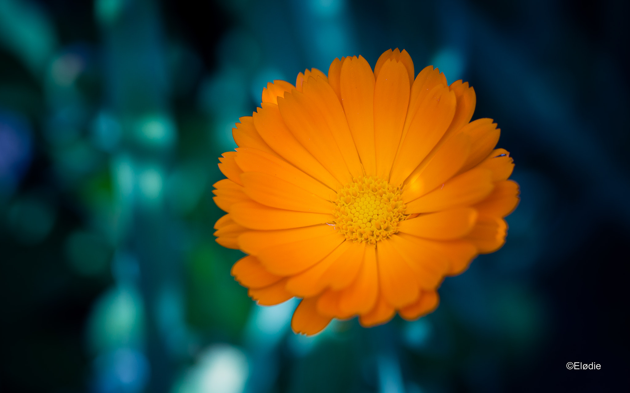 Canon EF 100mm F2.8L Macro IS USM sample photo. Soucis photography