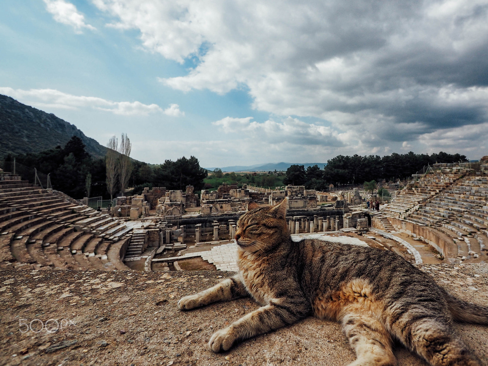 Panasonic Lumix G Vario 7-14mm F4 ASPH sample photo. Kitty cat theatre photography