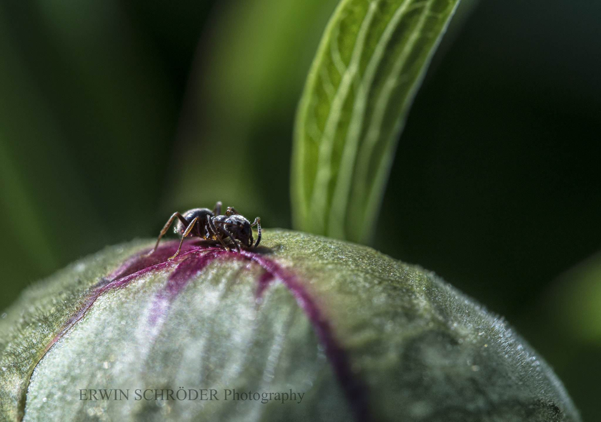 Sony SLT-A58 + 90mm F2.8 Macro SSM sample photo. Ameise photography