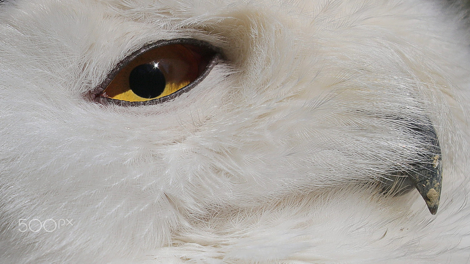 Canon EF 100-400mm F4.5-5.6L IS II USM sample photo. Eye shot photography