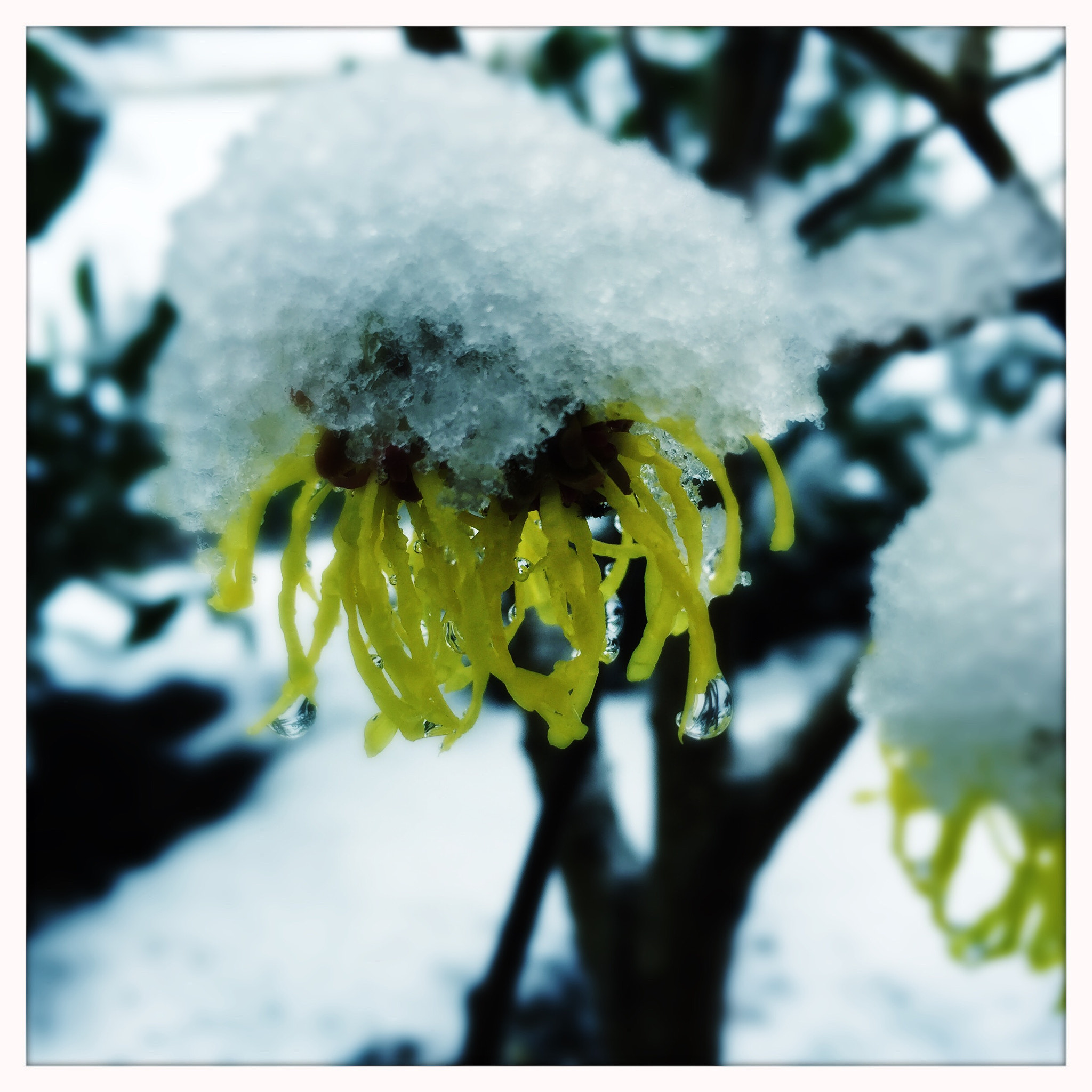 Hipstamatic 280 sample photo. The cold snap photography