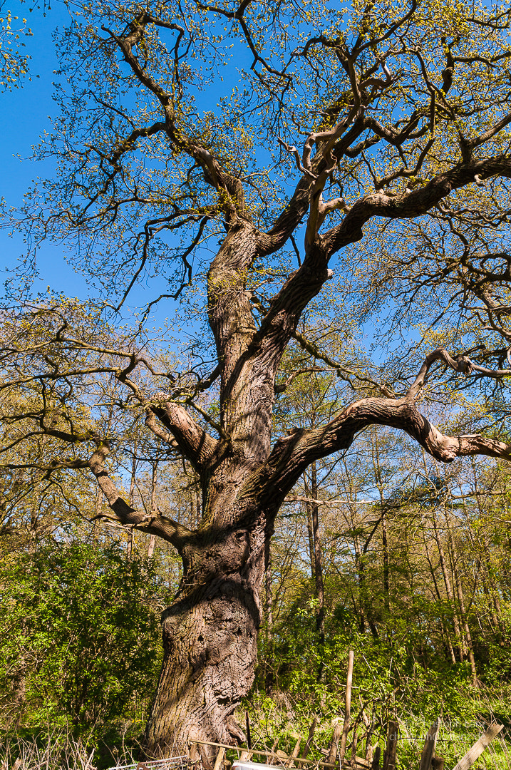 Sigma 17-70mm F2.8-4 DC Macro OS HSM | C sample photo. Oaktree in spring photography