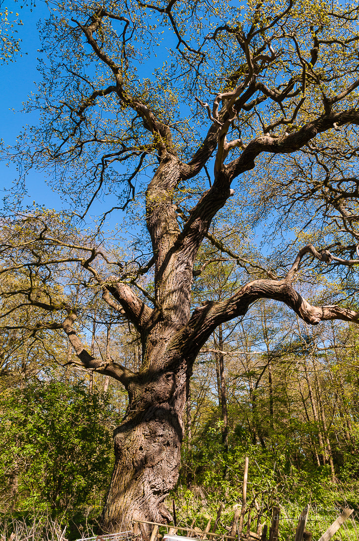 Nikon D90 + Sigma 17-70mm F2.8-4 DC Macro OS HSM | C sample photo. Oaktree in spring photography