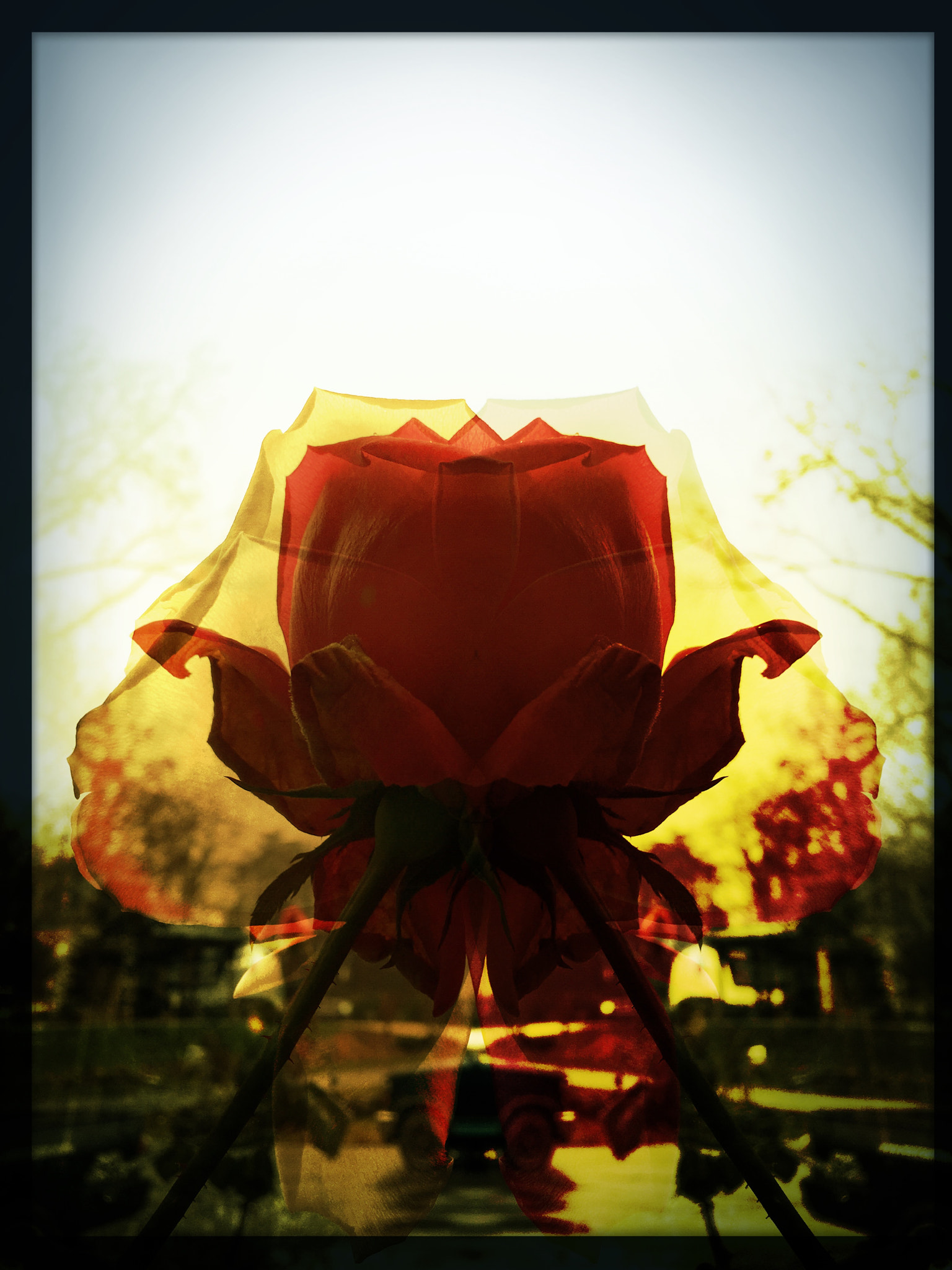 Hipstamatic 304 sample photo. A rose by any other name photography