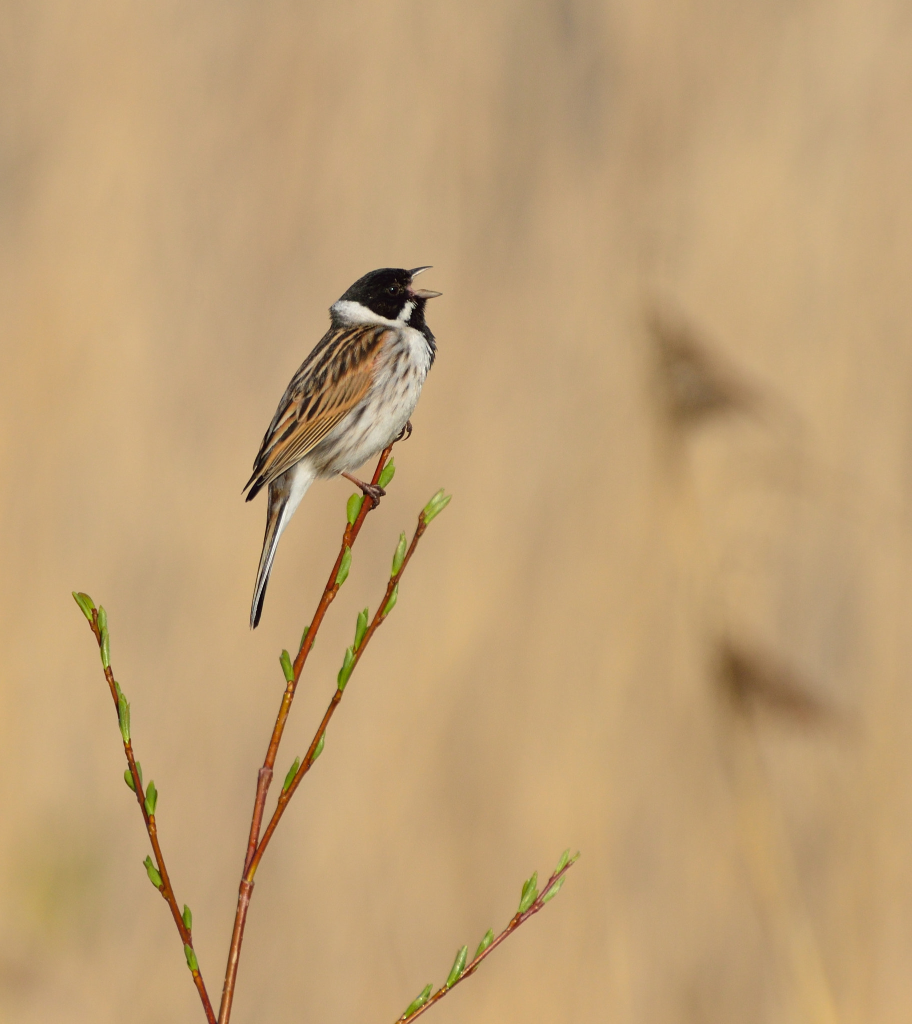 AF-S Nikkor 600mm f/4D IF-ED + TC-14E sample photo. Rietgors photography
