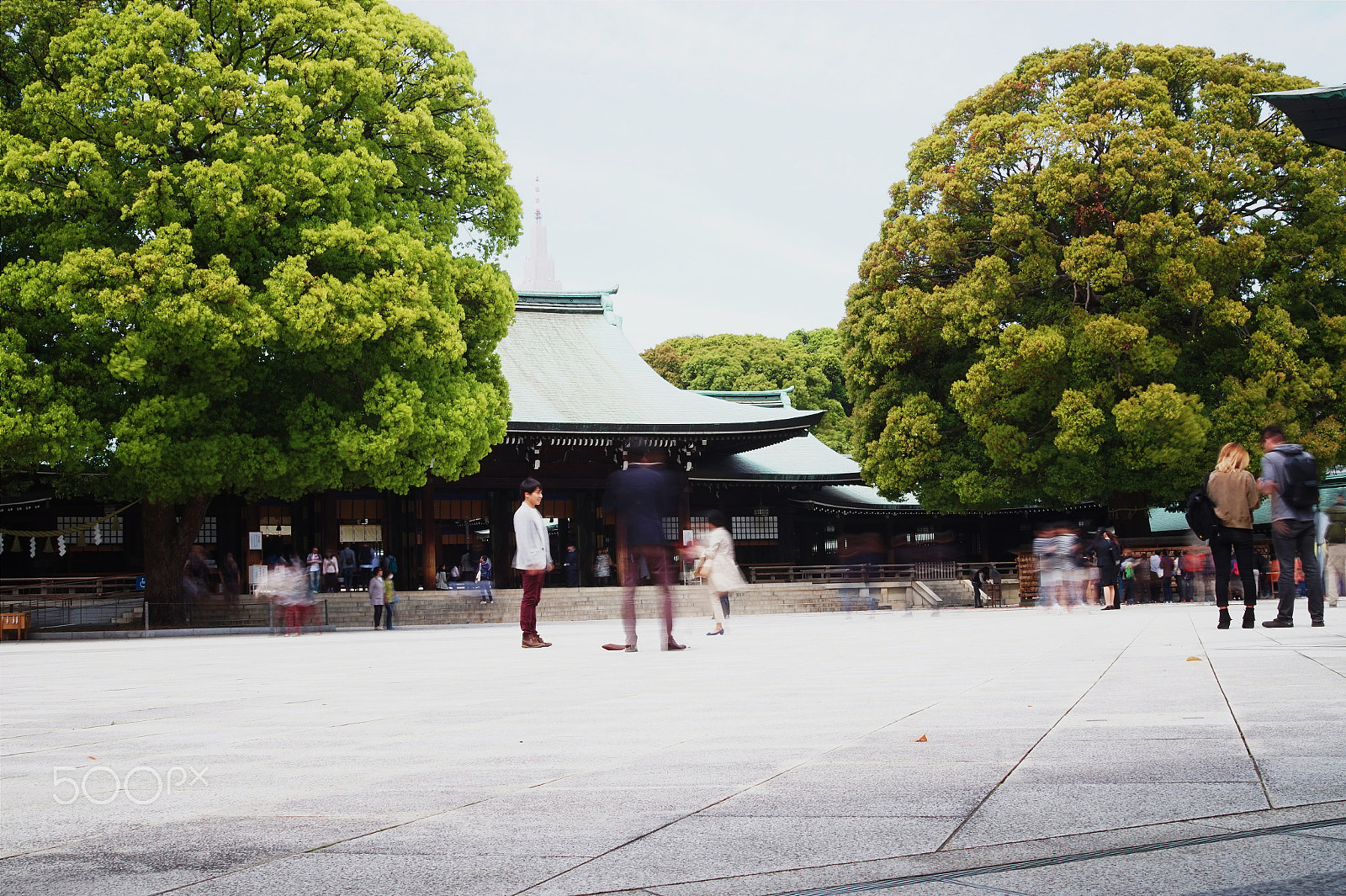 Sony Alpha a5000 (ILCE 5000) + Sigma 30mm F2.8 EX DN sample photo. Meiji shrine 明治神宮 photography