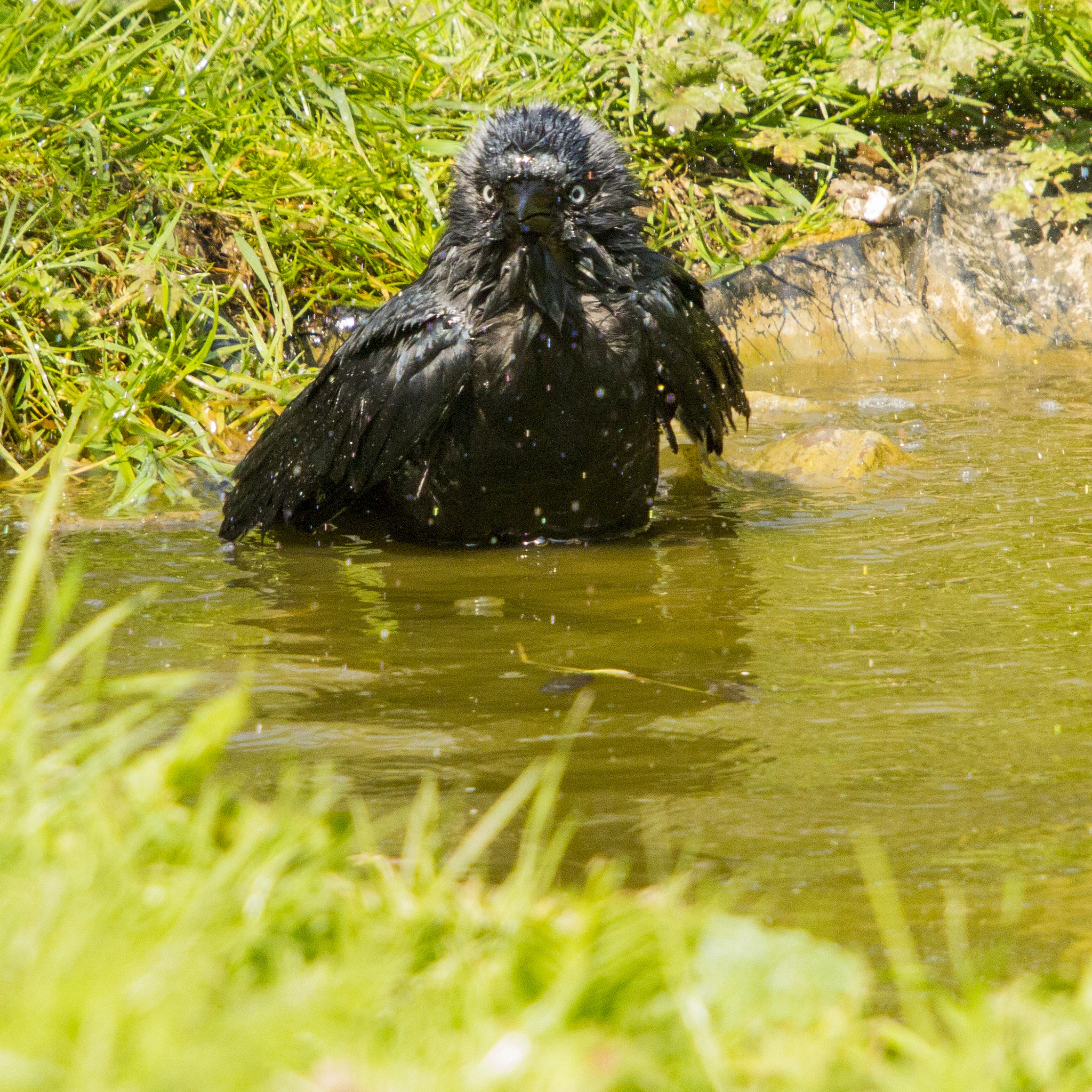 Sigma 50-500mm f/4-6.3 APO HSM EX sample photo. Bath time (1).jpg photography