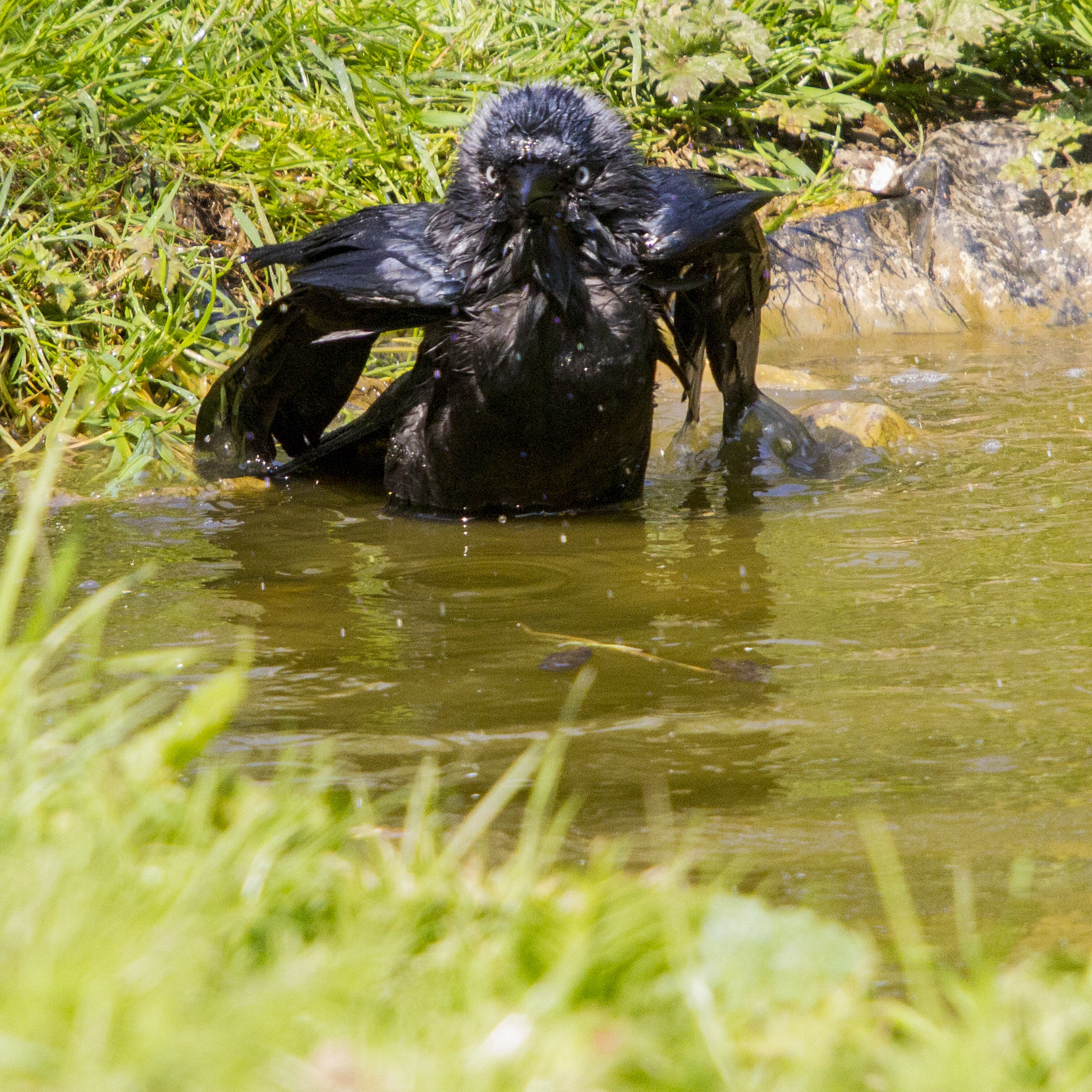 Sigma 50-500mm f/4-6.3 APO HSM EX sample photo. Bath time (2) .jpg photography